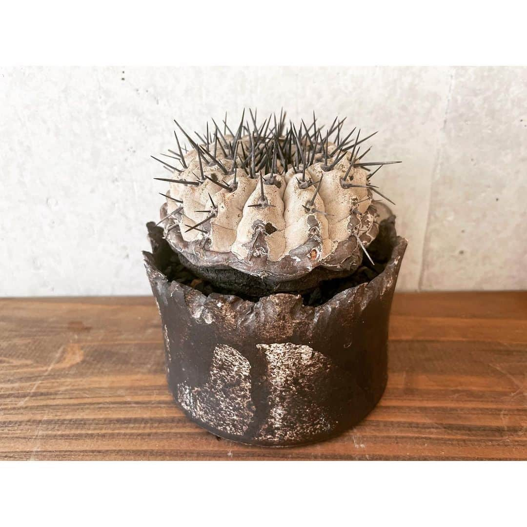 ハザマ陽平さんのインスタグラム写真 - (ハザマ陽平Instagram)「Copiapoa cinerea   #コピアポア #シネレア #黒王丸 #現地球 #俺の中では #八島丸」8月29日 12時24分 - hazamayohei0703