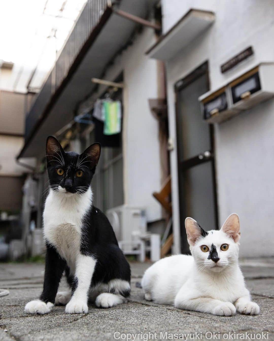 Masayukiのインスタグラム：「兄妹。  #cat #ねこ #猫 #東京カメラ部 #nekoclub  #yourshotphotographer  #my_eos_photo」
