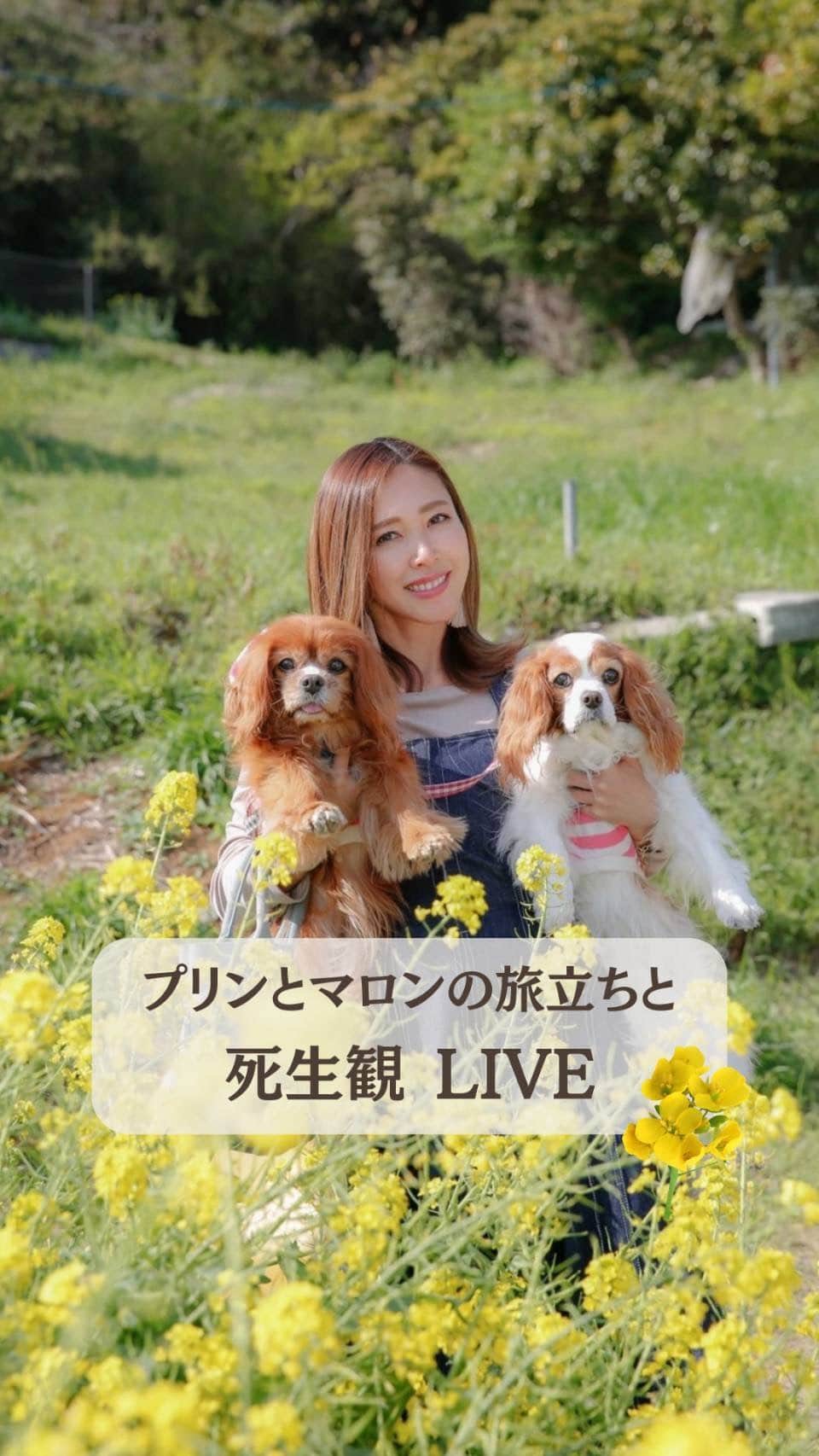 のインスタグラム：「死生観LIVE。  明日死んでも後悔ない生き方をしていますか？  私はしています😌  先週、約17年人生を共にしたマロンが旅立ちました。  これまで私が大切な者を亡くして気づいたことや思うこと、私の生き方・信念について語っています。  ☑︎終わりがあるから今を大切にできる  ☑︎魂の計画、ソウルメイトって？  ☑︎命は長さでないし、亡くなり方でもない  ☑︎どう生きるか？を考えることはどう死ぬかを考えることであり、どう死ぬか？を考えることはどう生きるかを考えること  是非ご覧ください。  #死生観」