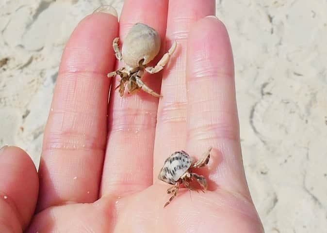 花清まゆこさんのインスタグラム写真 - (花清まゆこInstagram)「川平湾🚢✨🏝️  5年ぶりくらいに来ましたが、 変わらず素敵な場所でした☺️  次男は、小さい魚やカニやヤドカリを捕まえるのに夢中（笑） 彼に、映える写真を撮るのを求めるのは諦めました（笑）←写真3枚目🤭中腰で、戦闘態勢😆  砂浜と同じ色のカニ🦀 すばしっこくて、捕まえるのに苦労しました💦  #石垣島 #石垣島旅行  #川平湾 #川平湾綺麗すぎ  #photo  #photography  #沖縄 #沖縄旅行  #離島 #離島巡り  #絶景 #絶景スポット  #ヤドカリ #カニ #可愛かった」8月29日 13時24分 - mayuusa610