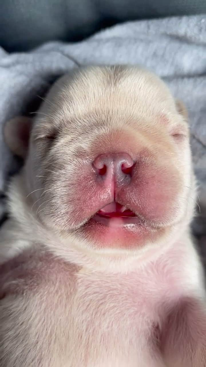 Regeneratti&Oliveira Kennelのインスタグラム：「A Frenchie’s guide to being a Polar Bear: Step 1, be adorable. ❤️」