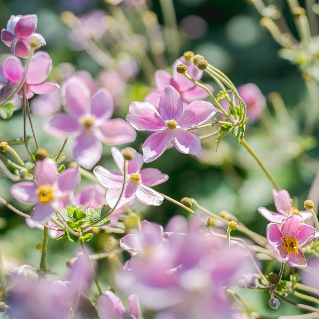 ニューヨーク植物園さんのインスタグラム写真 - (ニューヨーク植物園Instagram)「We’re seeing PINK in the Perennial Garden this week thanks to the Japanese anemones now in bloom! 🌸💕  This collection is always a great spot to take in blooming summer beauty, with its uniquely planted “rooms” and many visiting pollinators, and all you have to do to find these picture-perfect flowers is follow the bumblebees.  #Anemone × hybrida ‘Robustissima’ #plantlove」8月29日 4時49分 - nybg