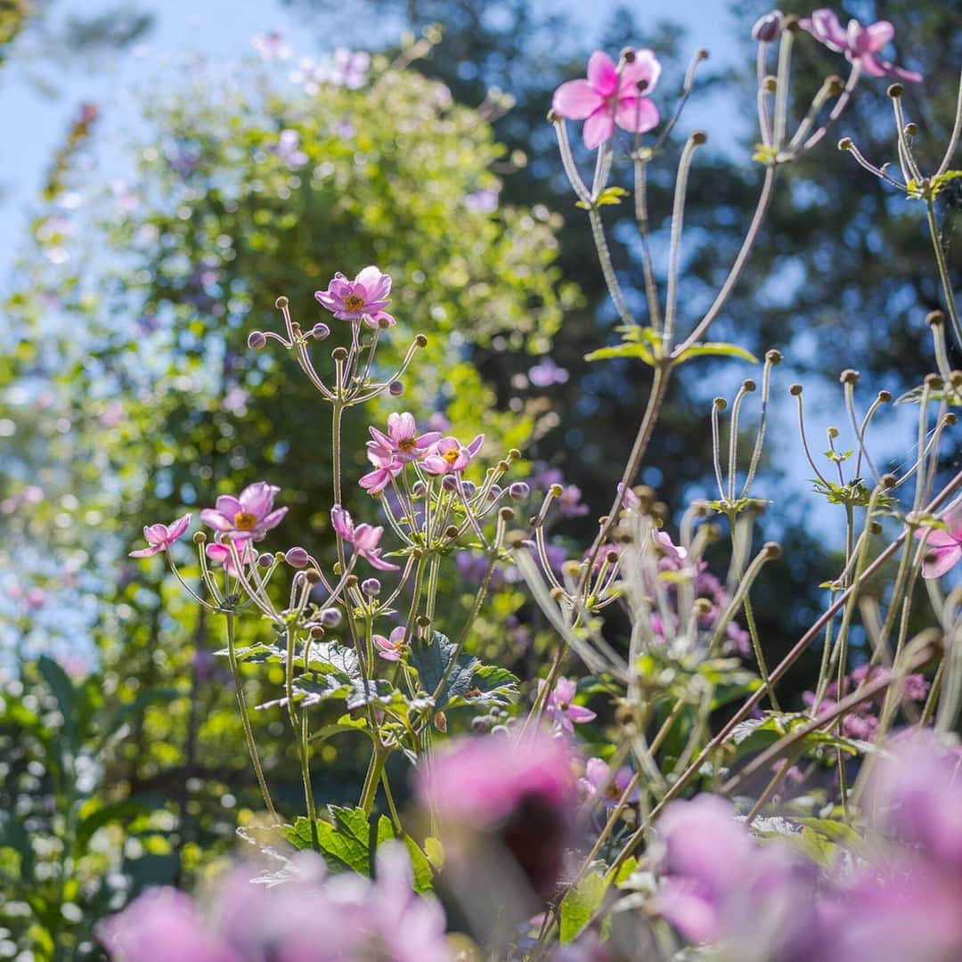 ニューヨーク植物園さんのインスタグラム写真 - (ニューヨーク植物園Instagram)「We’re seeing PINK in the Perennial Garden this week thanks to the Japanese anemones now in bloom! 🌸💕  This collection is always a great spot to take in blooming summer beauty, with its uniquely planted “rooms” and many visiting pollinators, and all you have to do to find these picture-perfect flowers is follow the bumblebees.  #Anemone × hybrida ‘Robustissima’ #plantlove」8月29日 4時49分 - nybg