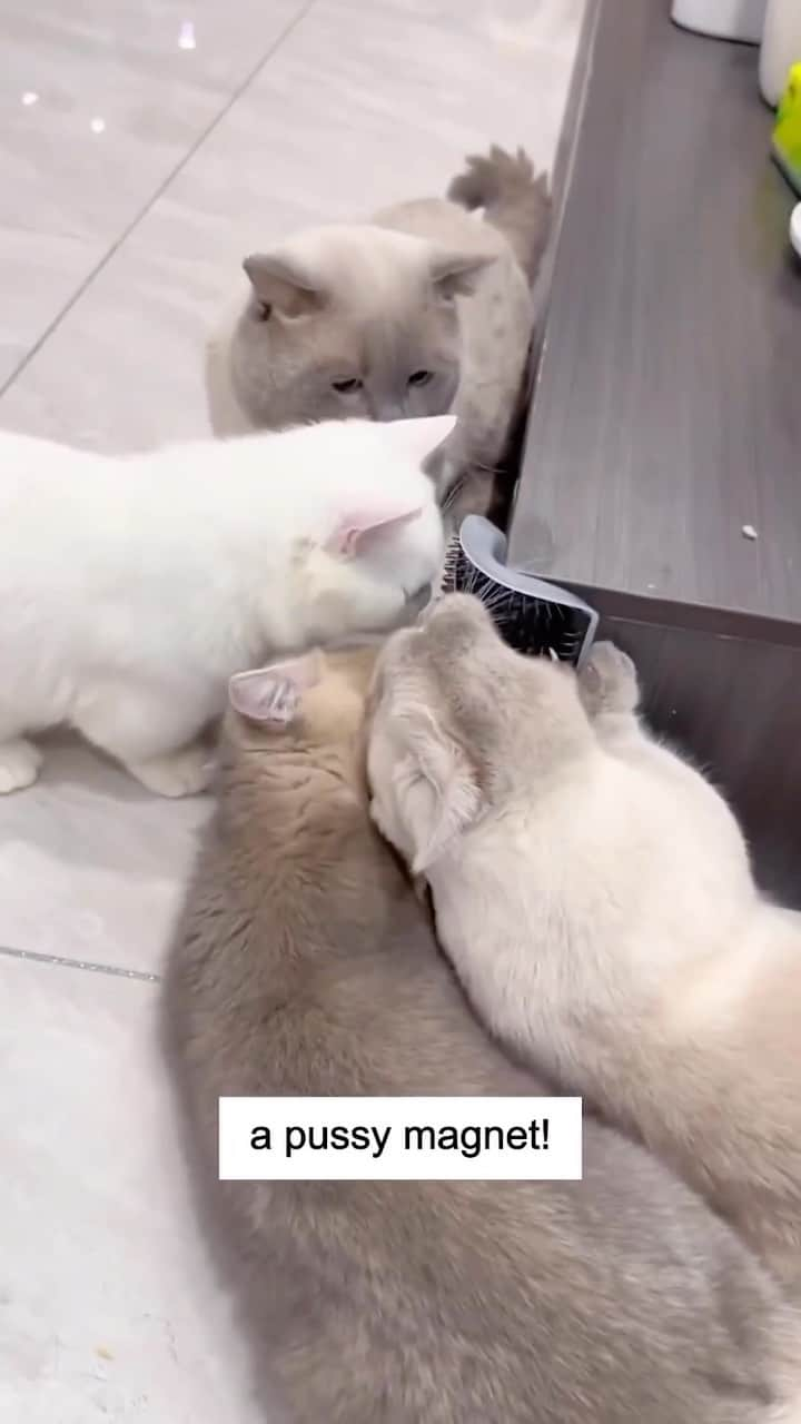 Cute Pets Dogs Catsのインスタグラム