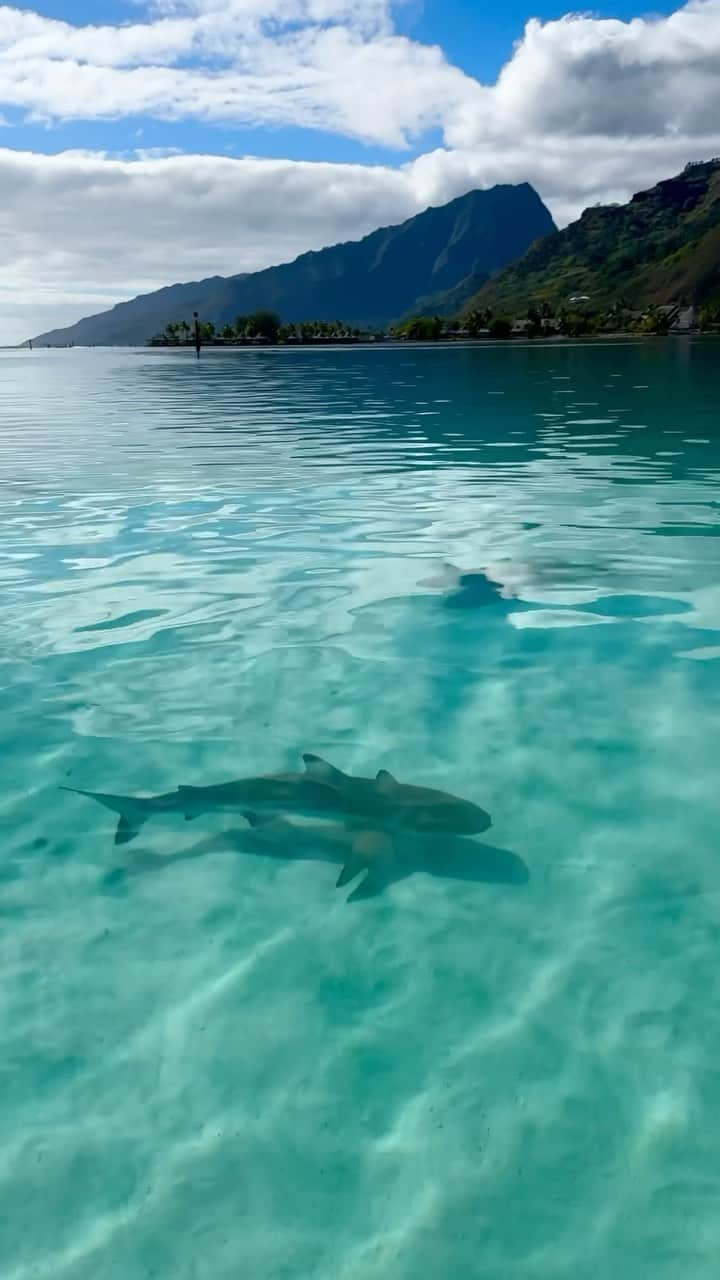 フェリシティー・パルマティアーのインスタグラム：「Heaven on earth // drone shots @bradylaw // @gopro shots @fetchfilms」