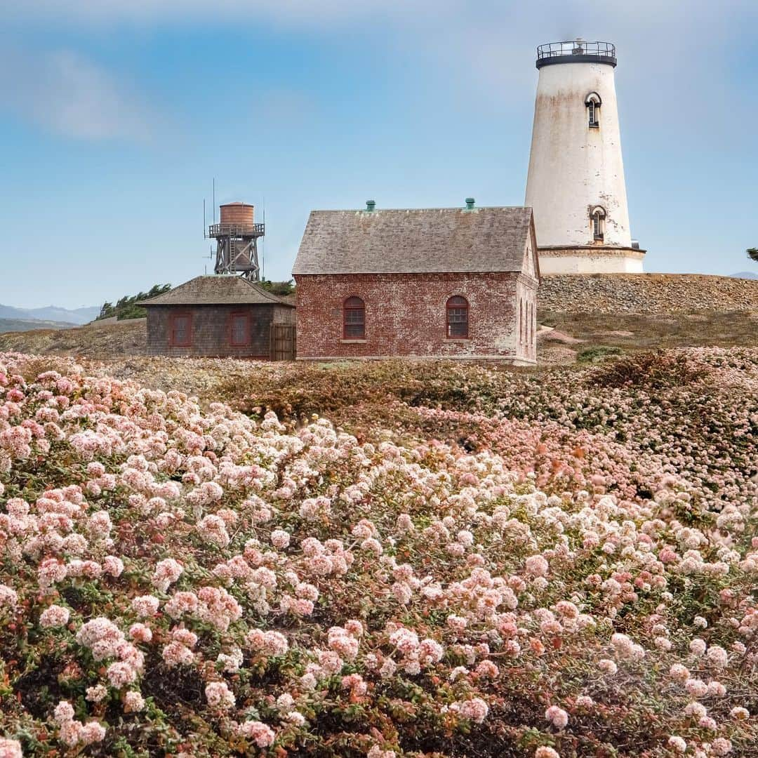 アメリカ内務省さんのインスタグラム写真 - (アメリカ内務省Instagram)「Located along California's picturesque coastline lies the Piedras Blancas Light Station. Named after the distinctive white rocks that loom just offshore, the historic lighthouse offers breathtaking views of the Pacific Ocean, coastal wildflowers and spectacular scenery.    Depending on the time of year, you may see harbor seals basking on the lower rocks while sea lions, Brandt's cormorants, pelicans and peregrine falcons shelter on the rugged shoreline.    You can only access Piedras Blancas by guided tours, which are offered year-round to view the natural beauty, history and incredible wildlife.    Photo by Jesse Pluim / @mypubliclands    #california #publiclands #piedrasblancas   Alt Text: Light pink flowers cover a grassy and hilly coastline with a white lighthouse and a small brick building in the background.」8月29日 5時36分 - usinterior