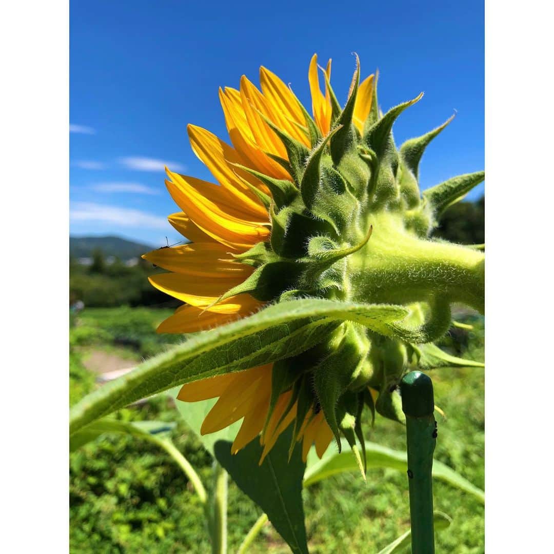 森千波さんのインスタグラム写真 - (森千波Instagram)「食用ひまわり 🌻🌻🌻 @100sh0w   #1000hana#flowers#sunflower」8月29日 5時48分 - 1000wave