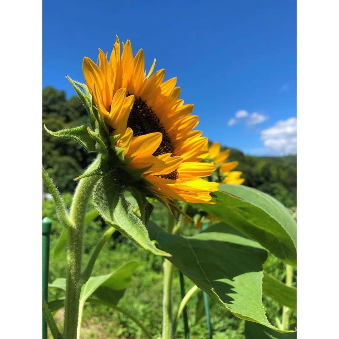 森千波さんのインスタグラム写真 - (森千波Instagram)「食用ひまわり 🌻🌻🌻 @100sh0w   #1000hana#flowers#sunflower」8月29日 5時48分 - 1000wave