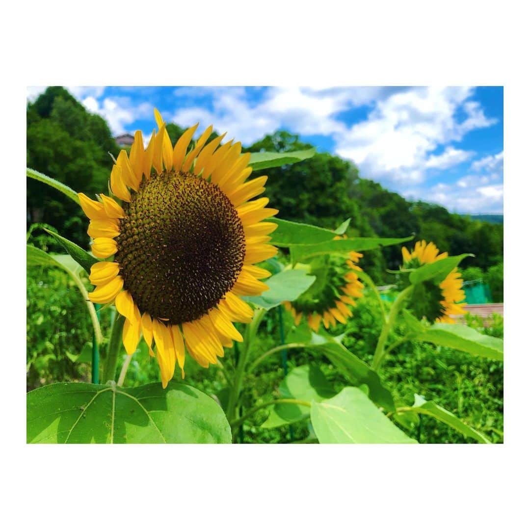 森千波のインスタグラム：「食用ひまわり 🌻🌻🌻 @100sh0w   #1000hana#flowers#sunflower」
