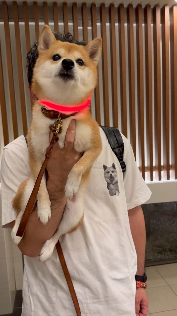 豆柴にこちゃんのインスタグラム：「🐶 おはよー トムのTシャツに注目。  我が子の元カレのTシャツを着る父。 人間だったらあり得ない😆  #チヨT  #柴犬#豆柴#mameshiba #shibastagram#japanphoto#shibainu#犬#shibainumania#犬のいる暮らし#shiba_snap#shibainupuppy#多頭飼い#dog#いぬすたぐらむ#puppy#dogstagram#instadog #doglover#pecoいぬ部#pecotv#いぬのきもち部#狗#子犬#barked#9gag#9gagpets#시바견」