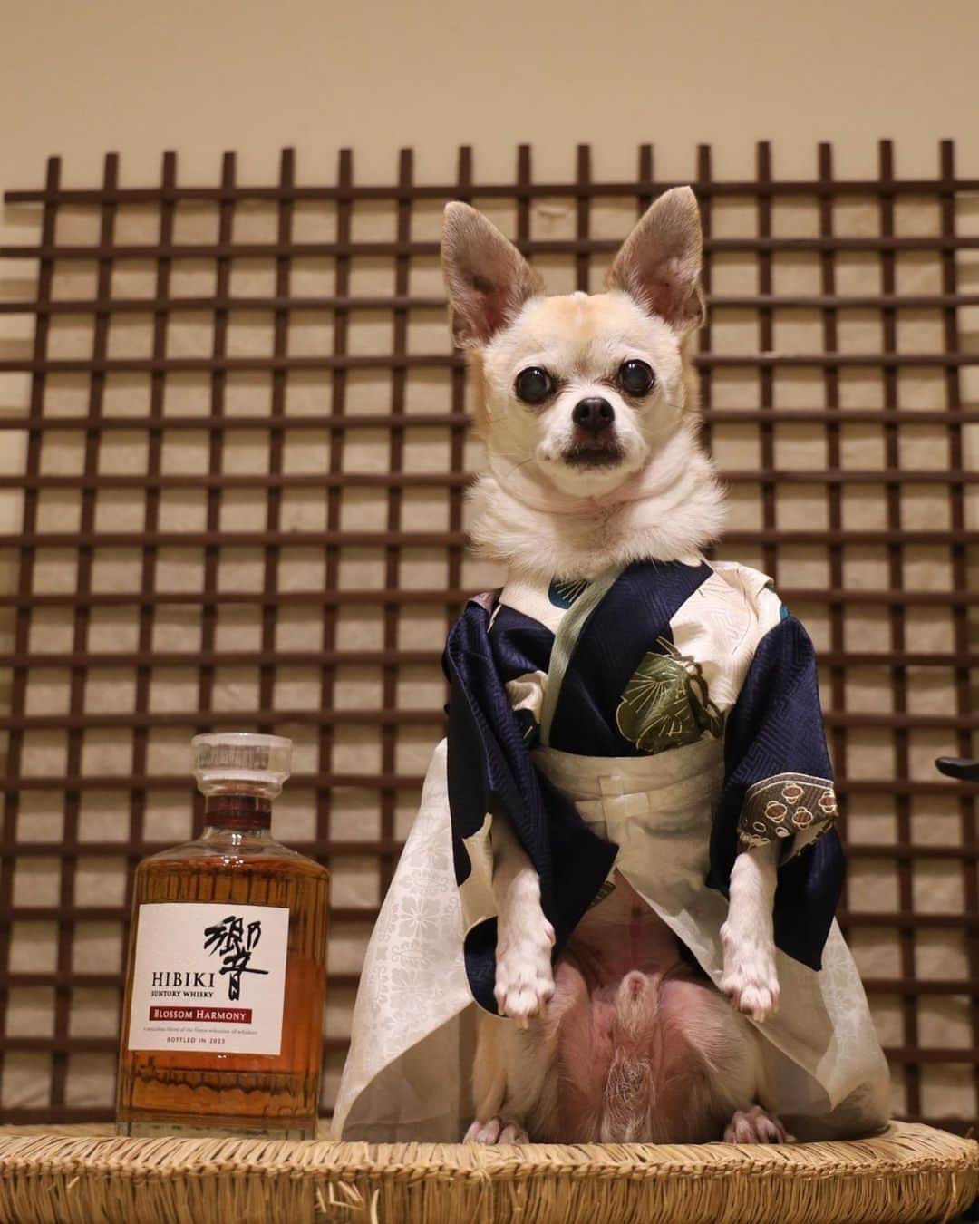 紋次郎のインスタグラム