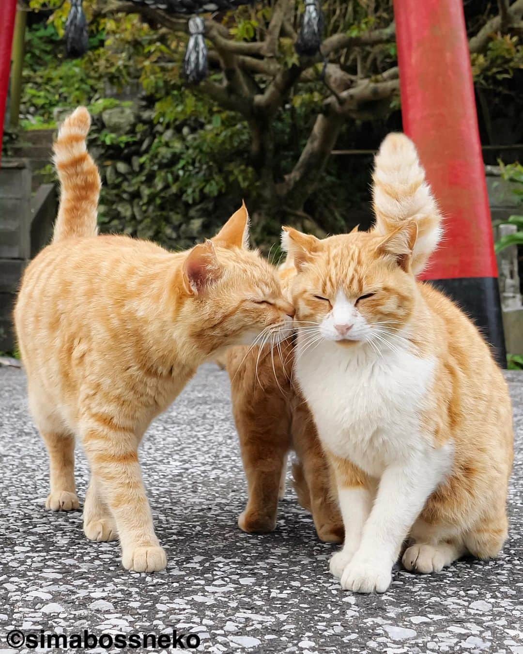 simabossnekoさんのインスタグラム写真 - (simabossnekoInstagram)「・ なかよしkiss😽😸💓 Morning kiss✨  5枚目の投稿は動画です。 The 5th post is video. Swipeしてね←←←🐾  ・ 〜お知らせ〜 只今、人気の写真を厳選したクリアファイルを5種類、simabossneko's shopにて販売中です。  お得なセットも❣️ さち3枚セットに、さち3枚＋島猫2枚の5枚セットも販売中✨  ◎販売はminneと、メルカリShops内「simabossneko's shop」にて  各ショップへは、@simabossneko または @p_nyanco22 のプロフィールリンクからご覧いただけます。  🔍メルカリは、アプリ立ち上げ後「simabossneko's shop」で検索してみてください。  👉ストーリーハイライトにも、ショップへのリンク(minne)があります。そちらも是非ご覧ください。  ※8/29現在、ご購入いただきました作品の発送は、9/1以降を予定しております。何卒ご了承くださいませ。 ・ ・ 〜Notice〜 Island cats A4 file folders are available!✨  The file folders are carefully selected from 5 popular photos.  We also sell a great set ❣️ Sachi 3-piece set, 5-piece set of 3 Sachi + 2 island cats are also available✨  The  A4 size file folders are sold at minne "simabossneko's shop“  ●Shop URL https://minne.com/＠simabossneko  🇺🇸🇰🇷🇹🇼 It is possible to purchase and ship from Taiwan, Hong Kong, the USA, Korea, etc.  🇫🇷🇬🇧🇩🇪 It is now possible to ship and purchase the works to Europe!! France, UK, Germany etc.  ※ Shipping fee will be charged separately.  You can reach the shop from the profile link of @simabossneko or @p_nyanco22   And, Story highlights also have a link to the shop. Please take a look there too. ・ ・ #クリアファイル #しまねこ #島猫 #ねこ #にゃんすたぐらむ #猫写真 #cats_of_world #catloversclub #pleasantcats #catstagram #meowed #ig_japan #lumixg9」8月29日 7時32分 - simabossneko