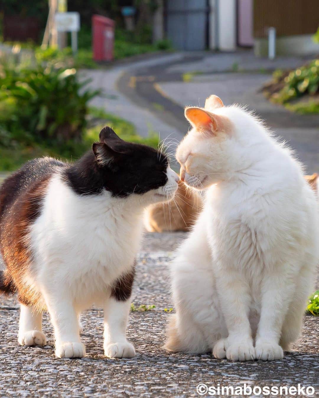 simabossnekoさんのインスタグラム写真 - (simabossnekoInstagram)「・ なかよしkiss😽😸💓 Morning kiss✨  5枚目の投稿は動画です。 The 5th post is video. Swipeしてね←←←🐾  ・ 〜お知らせ〜 只今、人気の写真を厳選したクリアファイルを5種類、simabossneko's shopにて販売中です。  お得なセットも❣️ さち3枚セットに、さち3枚＋島猫2枚の5枚セットも販売中✨  ◎販売はminneと、メルカリShops内「simabossneko's shop」にて  各ショップへは、@simabossneko または @p_nyanco22 のプロフィールリンクからご覧いただけます。  🔍メルカリは、アプリ立ち上げ後「simabossneko's shop」で検索してみてください。  👉ストーリーハイライトにも、ショップへのリンク(minne)があります。そちらも是非ご覧ください。  ※8/29現在、ご購入いただきました作品の発送は、9/1以降を予定しております。何卒ご了承くださいませ。 ・ ・ 〜Notice〜 Island cats A4 file folders are available!✨  The file folders are carefully selected from 5 popular photos.  We also sell a great set ❣️ Sachi 3-piece set, 5-piece set of 3 Sachi + 2 island cats are also available✨  The  A4 size file folders are sold at minne "simabossneko's shop“  ●Shop URL https://minne.com/＠simabossneko  🇺🇸🇰🇷🇹🇼 It is possible to purchase and ship from Taiwan, Hong Kong, the USA, Korea, etc.  🇫🇷🇬🇧🇩🇪 It is now possible to ship and purchase the works to Europe!! France, UK, Germany etc.  ※ Shipping fee will be charged separately.  You can reach the shop from the profile link of @simabossneko or @p_nyanco22   And, Story highlights also have a link to the shop. Please take a look there too. ・ ・ #クリアファイル #しまねこ #島猫 #ねこ #にゃんすたぐらむ #猫写真 #cats_of_world #catloversclub #pleasantcats #catstagram #meowed #ig_japan #lumixg9」8月29日 7時32分 - simabossneko