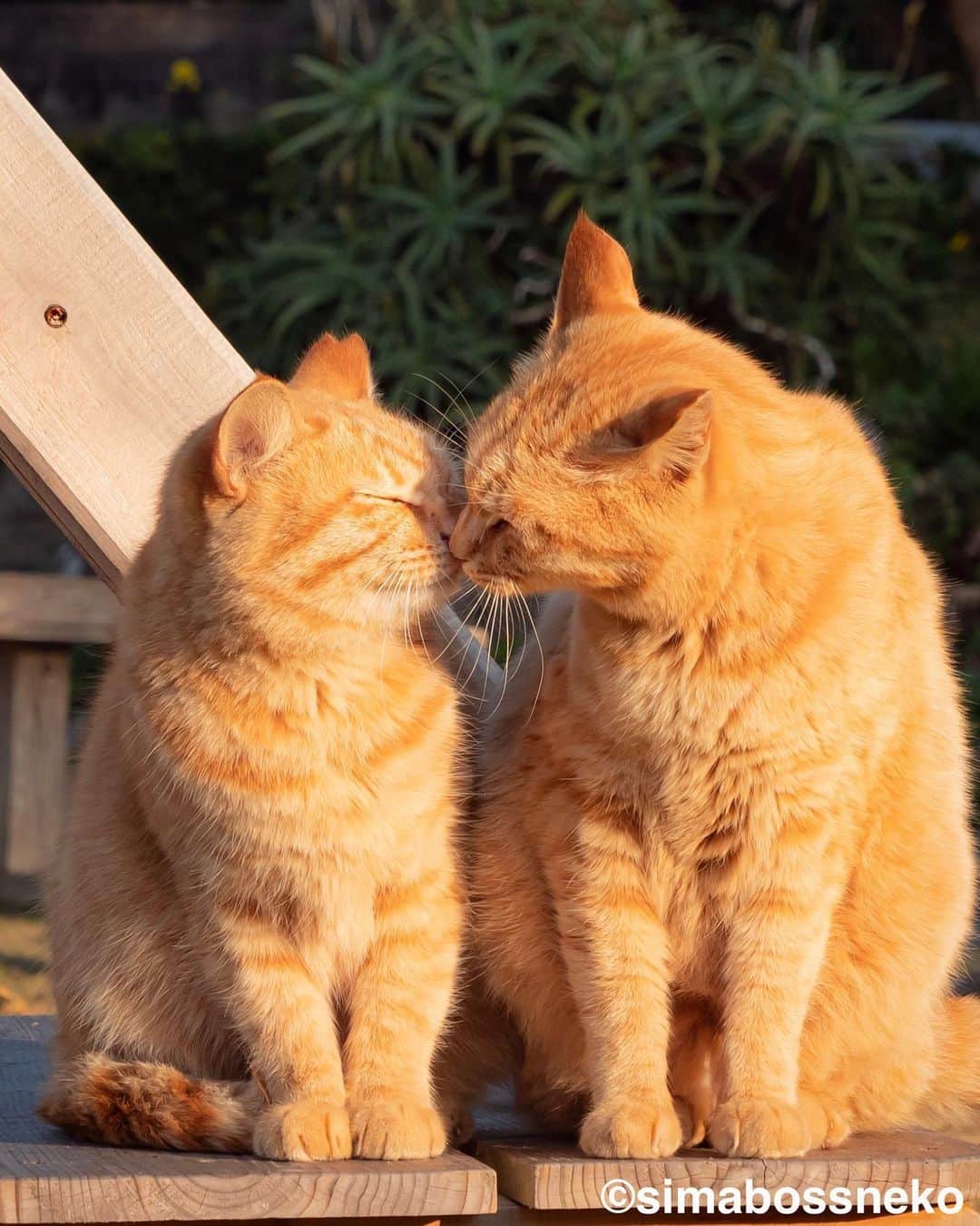 simabossnekoのインスタグラム：「・ なかよしkiss😽😸💓 Morning kiss✨  5枚目の投稿は動画です。 The 5th post is video. Swipeしてね←←←🐾  ・ 〜お知らせ〜 只今、人気の写真を厳選したクリアファイルを5種類、simabossneko's shopにて販売中です。  お得なセットも❣️ さち3枚セットに、さち3枚＋島猫2枚の5枚セットも販売中✨  ◎販売はminneと、メルカリShops内「simabossneko's shop」にて  各ショップへは、@simabossneko または @p_nyanco22 のプロフィールリンクからご覧いただけます。  🔍メルカリは、アプリ立ち上げ後「simabossneko's shop」で検索してみてください。  👉ストーリーハイライトにも、ショップへのリンク(minne)があります。そちらも是非ご覧ください。  ※8/29現在、ご購入いただきました作品の発送は、9/1以降を予定しております。何卒ご了承くださいませ。 ・ ・ 〜Notice〜 Island cats A4 file folders are available!✨  The file folders are carefully selected from 5 popular photos.  We also sell a great set ❣️ Sachi 3-piece set, 5-piece set of 3 Sachi + 2 island cats are also available✨  The  A4 size file folders are sold at minne "simabossneko's shop“  ●Shop URL https://minne.com/＠simabossneko  🇺🇸🇰🇷🇹🇼 It is possible to purchase and ship from Taiwan, Hong Kong, the USA, Korea, etc.  🇫🇷🇬🇧🇩🇪 It is now possible to ship and purchase the works to Europe!! France, UK, Germany etc.  ※ Shipping fee will be charged separately.  You can reach the shop from the profile link of @simabossneko or @p_nyanco22   And, Story highlights also have a link to the shop. Please take a look there too. ・ ・ #クリアファイル #しまねこ #島猫 #ねこ #にゃんすたぐらむ #猫写真 #cats_of_world #catloversclub #pleasantcats #catstagram #meowed #ig_japan #lumixg9」
