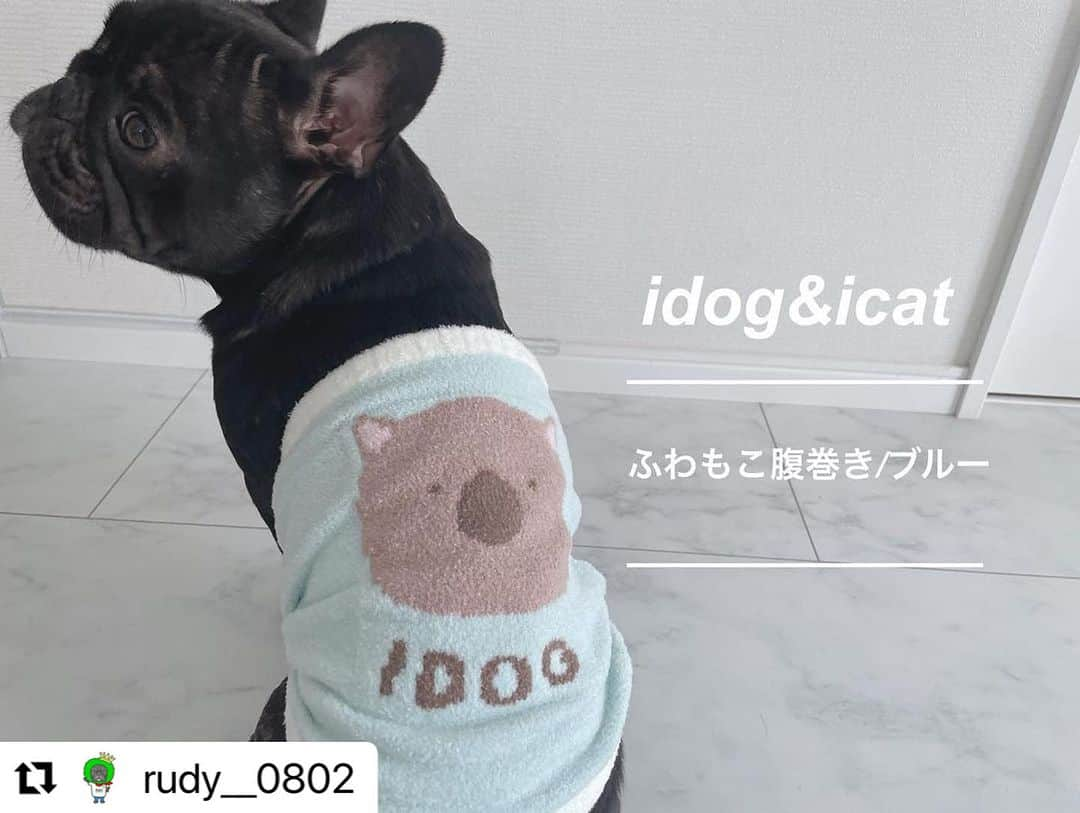 iDog&iCatのインスタグラム