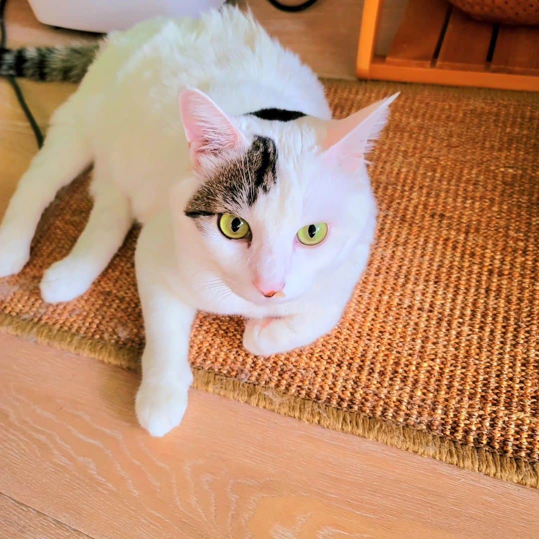 hoshino katsuraさんのインスタグラム写真 - (hoshino katsuraInstagram)「本日8月29日で我が家にてサンチョロが結成されて１年が経ちました〜🥳⁡ ⁡⁡ ⁡ふたりとも、うちの家族になってくれてありがとう。⁡ ⁡この１年毎日たくさん笑わせてくれてありがとう。⁡ ⁡⁡ ⁡２年目も楽しく暮らそうね。⁡ ⁡⁡ ⁡⁡ ⁡#teko家卒猫 #下半身不随猫三太 #下半身不随猫チョロ #サンチョロ #哀れなリスナーにサンチョロの祝福を #下半身不随猫 #下半身不随猫と暮らす #圧迫排尿猫 #圧迫排尿  #cat #rescuecat #ねこ #保護猫 #負傷猫 #熊本市動物愛護センター出身 #teko家の犬猫たち#花の木シェルター」8月29日 8時18分 - katsura_5600