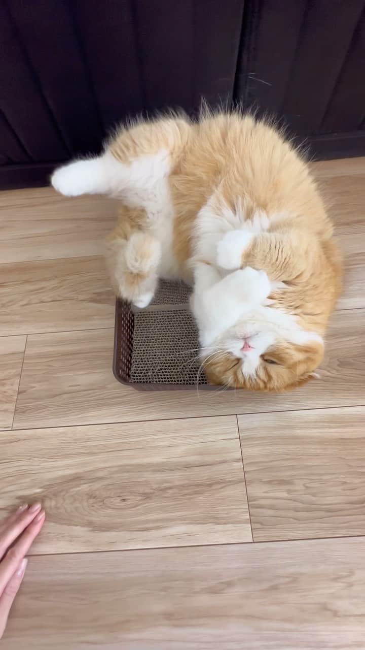 bunny & 2 catsのインスタグラム：「Enzou🐱 _ 🐾 いじられキャラ😁 _ #scottishfold#多頭飼い#ねこ#猫#cats#cute#amazing#スコティッシュフォールド#マンチカン#マンチカン#チンチラ _ #PECO#ねこ#9gag#WeeklyFluff#ふわもこ部#instavideo#ねこのきもち#catsofinstagram#instagram#instagramjapan#猫動画#cats_of_world」