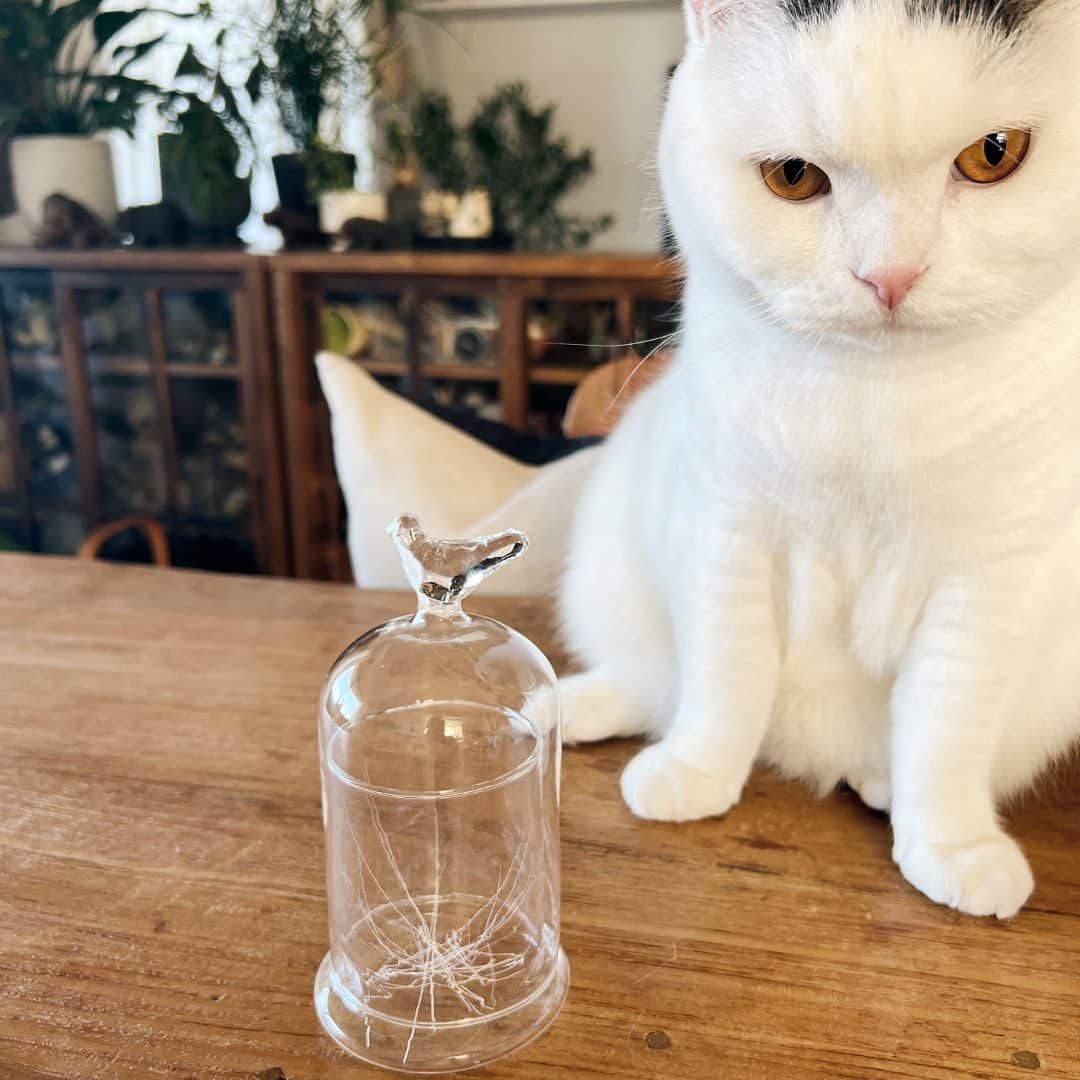オルネ ド フォイユさんのインスタグラム写真 - (オルネ ド フォイユInstagram)「お待たせしました！ 猫のヒゲ入れを入れておける、ガラスの器が再入荷🐈  ●本日 29日(火) 18:00頃の販売開始です。  簡単には捨てられない、愛おしい猫のヒゲを入れるのに ピッタリな、ネコのヒゲ入れが待望の再入荷です🐾  ドーム状のフタをかぶせるデザインのガラスジャーは、 蓋のつまみが小鳥のモチーフになっているのも かわいいポイント🕊️  インテリアとしての用途もいろいろありそうですが、 これを見た瞬間、オルネコ部員は 「ネコのヒゲを入れるのにぴったり！」 とひらめきました💡  ネコのひげを見つけたら、ガラスジャーに入れて 飾ってみてはいかがでしょうか？  商品名：ネコのヒゲ入れ  ———————————————  ●商品詳細はプロフィールのリンクからご確認ください。 👉@ornedefeuilles  ※検索画面で「ヒゲ入れ」でチェック🔎  ※オンラインショップと不動前店の取扱い商品は異なります。  ———————————————  #オルネコ #orneko #ガラスジャー #猫のいる生活 #猫とインテリア #猫とインテリアと私の日常 #ネコグッズ #ねこグッズ#インテリア雑貨 #暮らしの道具 #リビングインテリア #海外インテリア #リノベーション #livstagrammer #暮らしを楽しむ #心地よい暮らし #丁寧な暮らし #ornedefeuilles #オルネドフォイユ」8月29日 8時59分 - ornedefeuilles