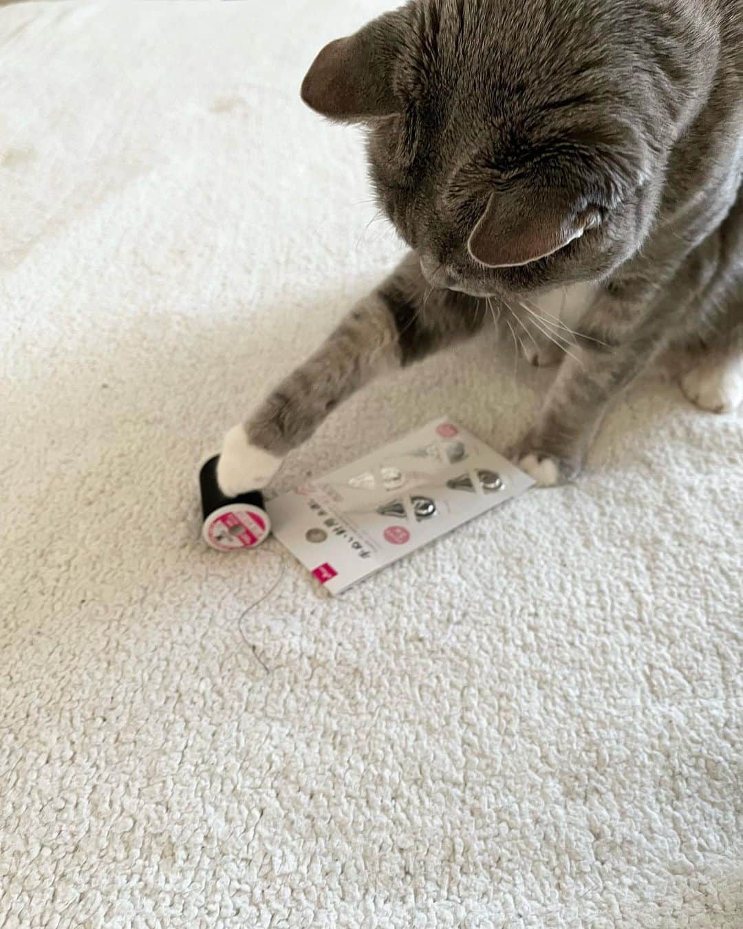 高見恭子さんのインスタグラム写真 - (高見恭子Instagram)「こどものままで良いとあなたが教えてくれる。  #cat #catlife  #catphoto #catlove #catmania  #猫と犬と暮らす  #americancurl  #lovecat」8月29日 10時00分 - takami_kyoko