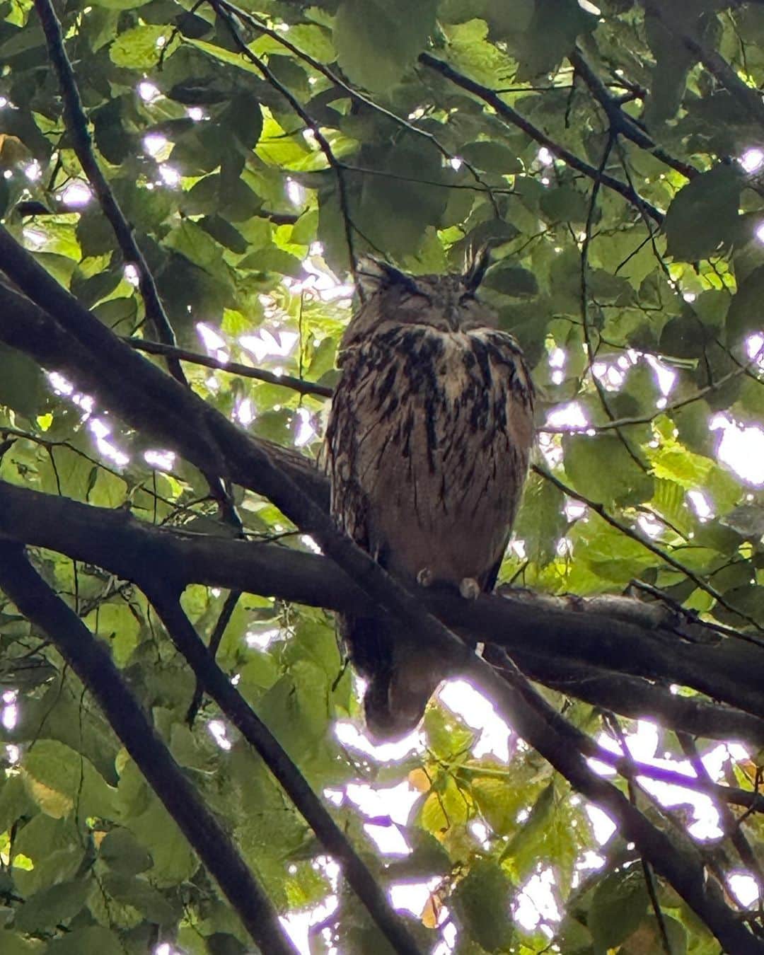 ビジー・フィリップスのインスタグラム：「owl,squirrel,owl,owl,us,me 🦉🐿️🦉🦉👯‍♀️🤷‍♀️」