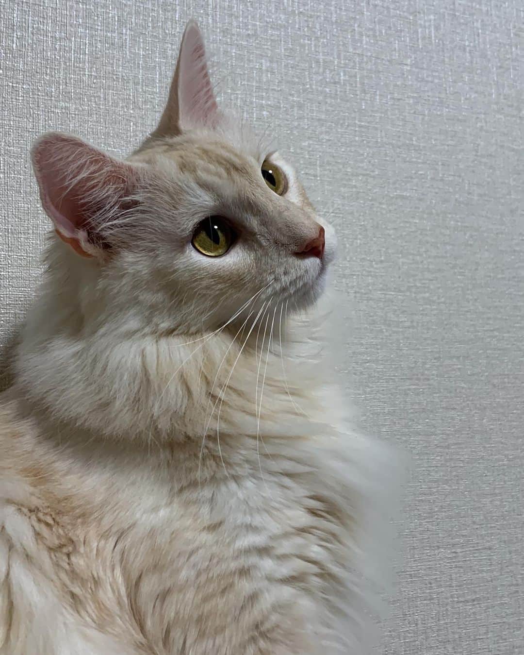 福岡堅樹のインスタグラム：「うちのイケメンさん🐈 ときどきお茶目☺️」