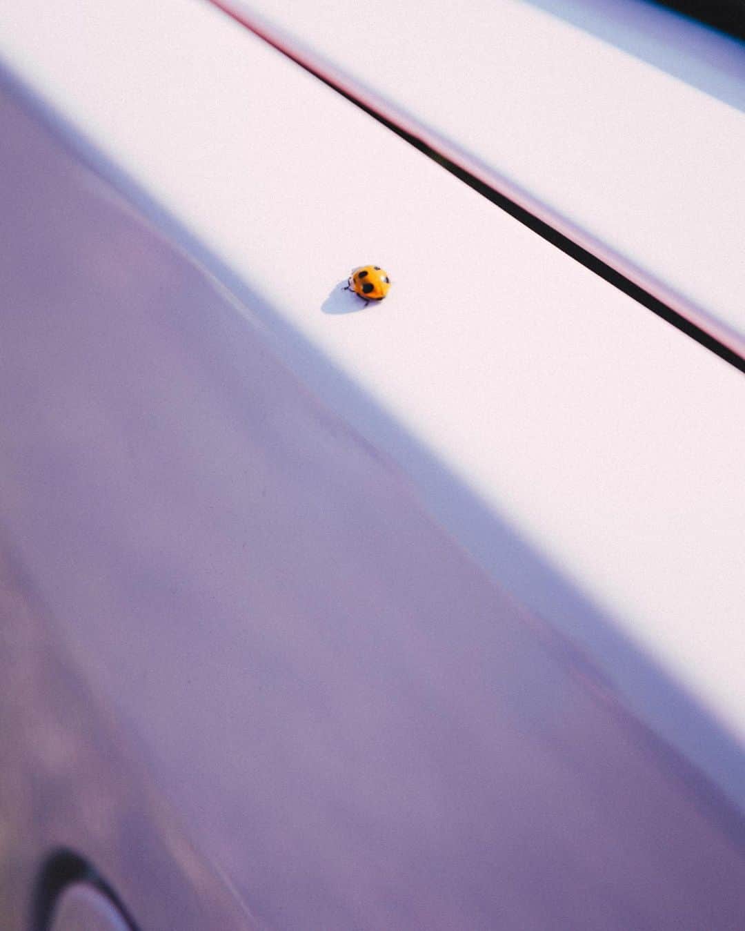 Minamiさんのインスタグラム写真 - (MinamiInstagram)「pink horse🐴🩷✨ last slide make a wish」8月29日 21時23分 - minami_cream