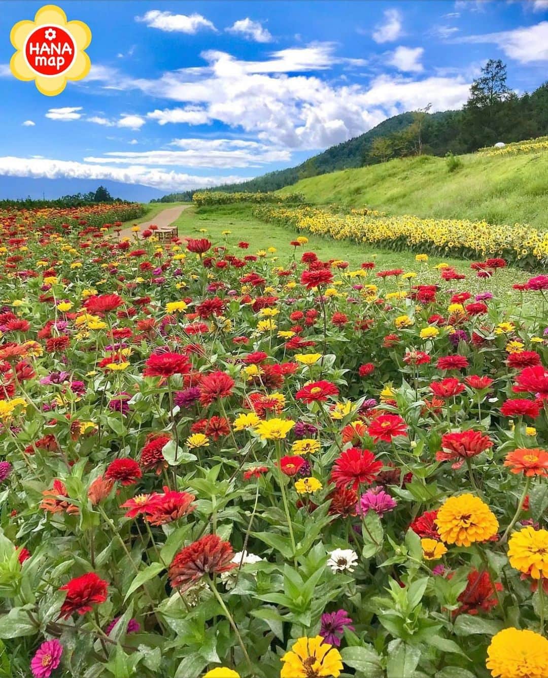 はなまっぷ❁日本の花風景のインスタグラム：「🌸はなまっぷ🌸 * @qingliuzhennaimei さんの 花のある風景に花まるを💮 * 長閑な景色に囲まれたジニアとヒマワリの咲く小径をありがとうございます😊🌸 * #長野　#国営アルプスあづみの公園 Alps Azumino National Park, Nagano Pref. * ジニアの花言葉 絆、幸福 * #はなまっぷ #日本の美しい花風景#花のある風景#花#花言葉 #ジニア#長野#国営アルプスあづみの公園#百日草#安曇野市#ジニア#夏 * いつも素敵なお花をありがとうございます😊 ※見頃が過ぎている花、終わっている花もご紹介させていただいています。 * 🌸••••••お知らせ••••••🌸 * 花風景検索サイト　はなまっぷ https://hanamap.com 🔍「はなまっぷ」または @hanamap プロフィール欄から ぜひご覧ください * 📖🌸📖🌸📖🌸📖🌸📖 四季の花々を訪ねていきたい にっぽんの花地図 好評発売中📘 📖🌸📖🌸📖🌸📖🌸📖」