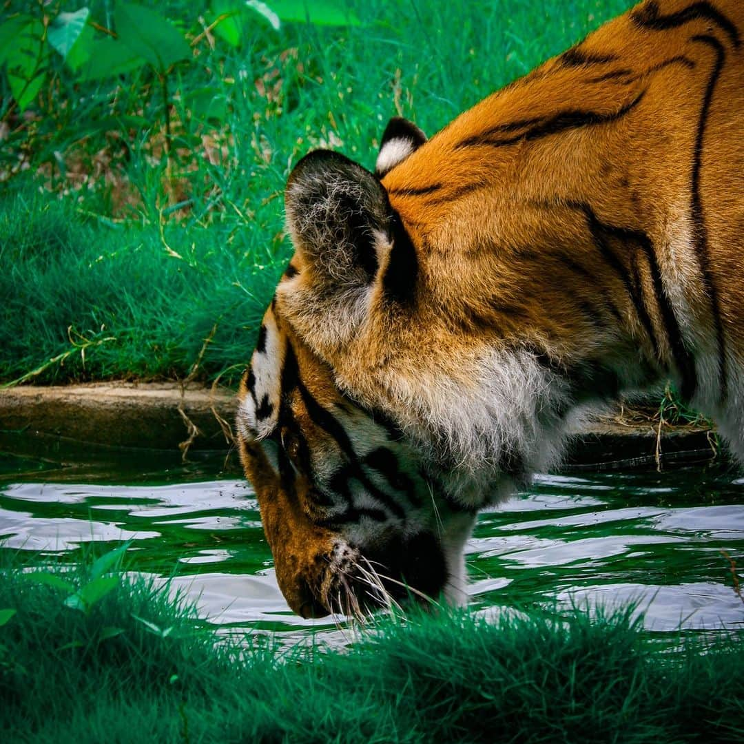 Discoveryさんのインスタグラム写真 - (DiscoveryInstagram)「Refreshing! 🐅🐅  #TigerTuesday」8月29日 22時00分 - discovery