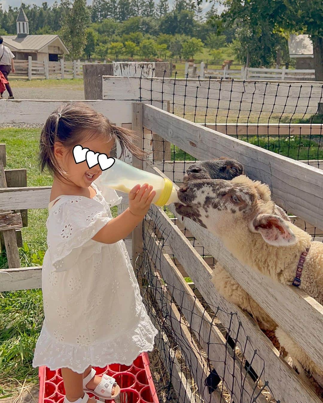 林弓束さんのインスタグラム写真 - (林弓束Instagram)「. 美瑛にある #ファームズ千代田  #ふれあい牧場 にも行きました🐮 ひつじの赤ちゃんにミルクをあげるのに初挑戦した娘🍼 とっても楽しそうだった😁 元気いっぱいのひつじの赤ちゃんかわいかった💗 牛にひつじにポニーに 皆のびのびしててとても素敵な牧場でした✨ . . . . #女の子ママ  #2020年5月生まれ　#3歳女の子 #子連れ旅行#ママと娘 #母娘 #親子 #まはりふく #ゆづしふく #東京ママ #親子コーデ #おやこーで #yzktrip #旭川 #旭川旅行 #北海道旅行 #美瑛 #美瑛町」8月29日 22時12分 - hayashiyuzuka