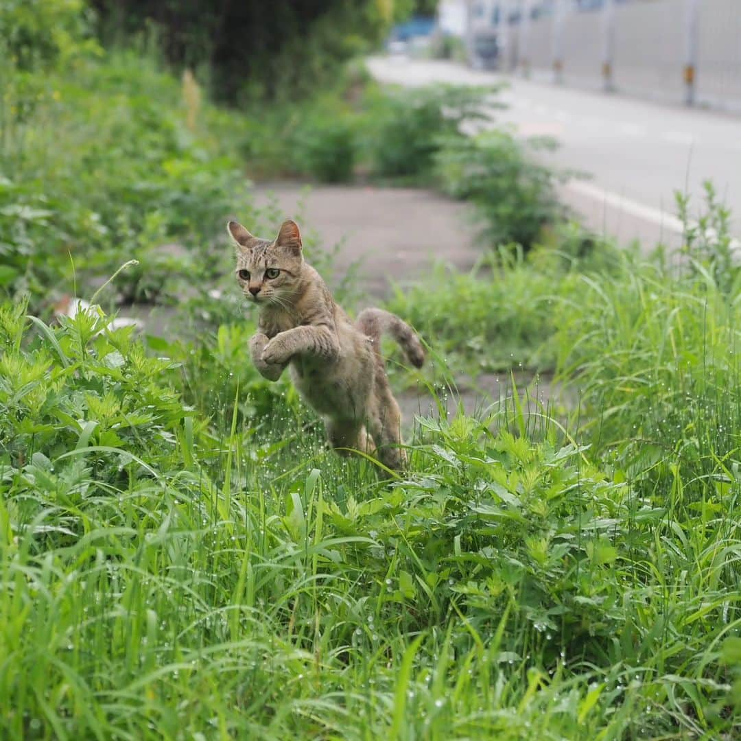 路地裏のにゃん吉さんのインスタグラム写真 - (路地裏のにゃん吉Instagram)「疾風すず  CAMERA ︰OMD-EM1mark Ⅱ LENZ︰M.ZUIKO DIGITAL ED 12-100mm F4.0 IS PRO   #のらねこ部 すず  #om_system_jp #om写真投稿 #japancamera_official #猫部#nekoclub#แมว#icu_japan #igersjp#猫 #にゃんすたぐらむ#ig_catsclub #cats# #catsofinstagram #gatto#catloversclub#bnw_catalonia  #東京カメラ部#icu_japan#cute #catstagram#広がり同盟 #bestcatclub #gallery_legit #写真を止めるな#love_bestjapan #lovers_nippon  #team_jp #고양이#にゃんすたぐらむ #igers_photoart_bnw #instacat」8月29日 22時11分 - nyankichi5656