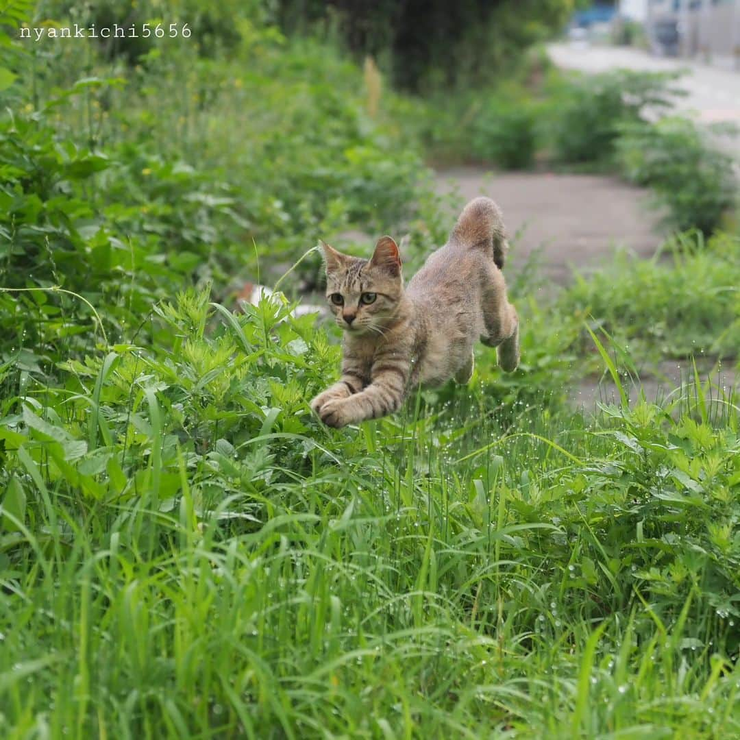 路地裏のにゃん吉のインスタグラム