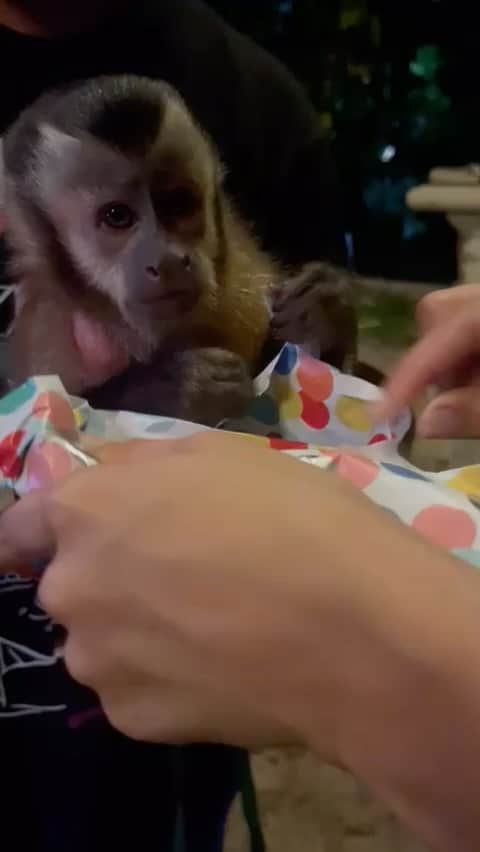 Zoological Wildlife Foundationのインスタグラム：「I’m still opening birthday presents and loving it 🥰  #capuchin #primate #notpets #wild #zwf #zwfmiami #enrichment #birthdayboy」