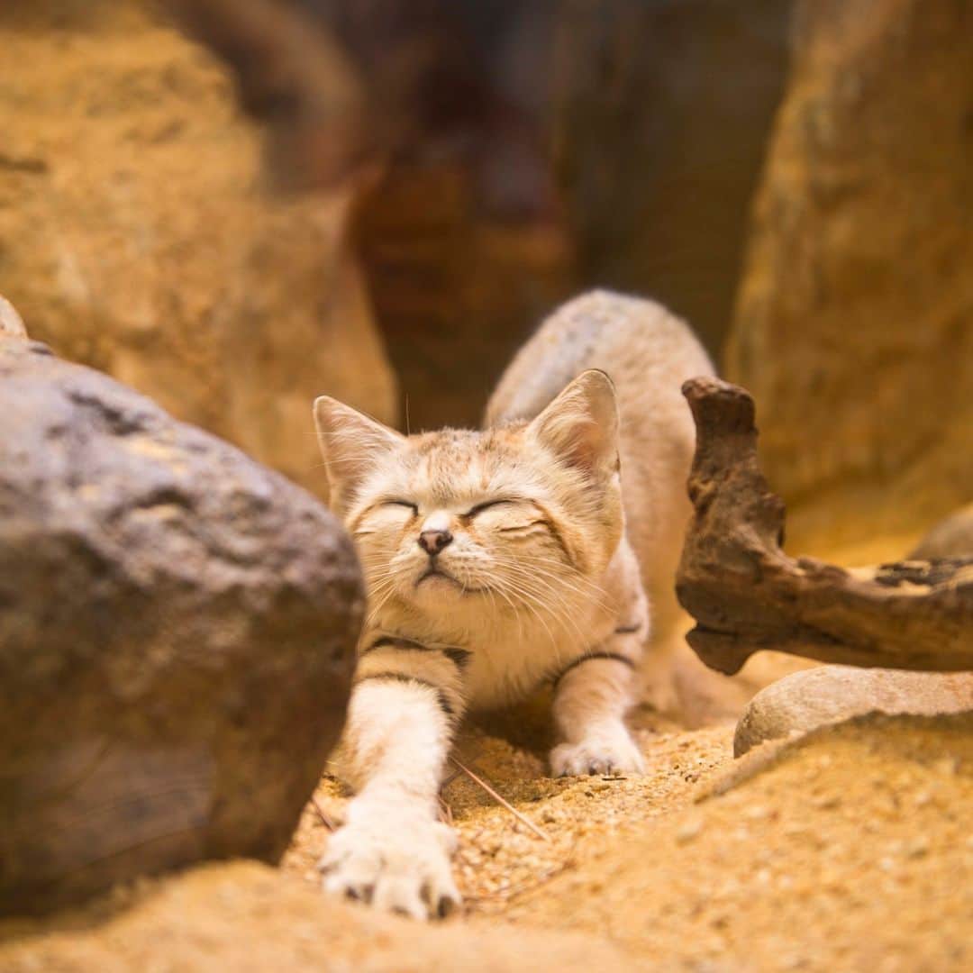 スミソニアン国立動物園さんのインスタグラム写真 - (スミソニアン国立動物園Instagram)「🏜️🐱 With their big ears, wide eyes and furry paws, sand cats may look adorable… but they’re quite tough! Sand cats are the only members of the cat family to live exclusively in desert environments. Get to know these hardy felines in this Q+A! STORY: https://s.si.edu/3PfX1U5. (Link in bio.)  . . . Photo: A *big stretch* from one of our sand cats.」8月29日 22時30分 - smithsonianzoo