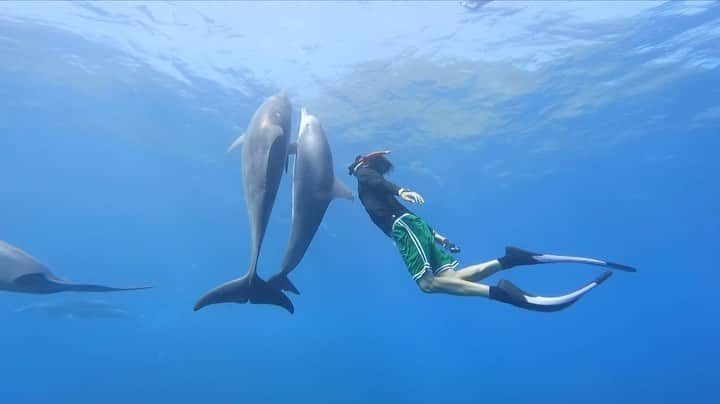 Hikaru Nakamuraのインスタグラム：「8/28、29と誕生日企画で御蔵島に行っておりました🐬 1年前から準備して、Cカード取得、潜水士もついでに取得。 寒い日も雨の日も海でトレーニングを重ねて  1年越しにやりたい事を実現😌  まだ世界の2%も知らない僕はこれからも沢山冒険するよ😎  来年はクジラに🐳  #御蔵島#ドルフィンスイム#イルカ#スキンダイビング#フリーダイビング#夏#海#夏の思い出#伊豆諸島#skindiving #dolphins #サマーコーデ#シュノーケル」