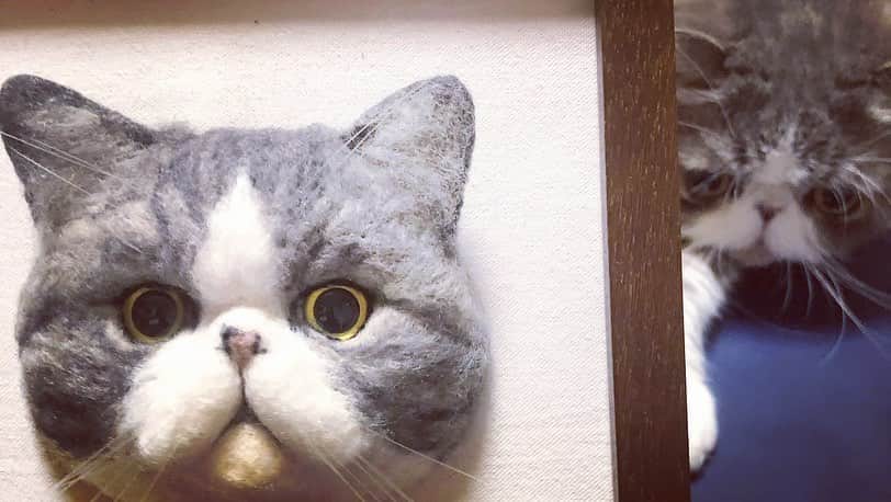 のインスタグラム：「久しぶりに出してきた。🖼️😾  #ムスカ #エキゾチックショートヘア #ねこすたぐらむ #ふわもこ部 #にゃんすたぐらむ #ねこ部 #にゃんこ #ねこのいる生活 #ねこのきもち #猫写真 #猫大好き #ペコねこ部 #ねこバカ #愛猫 #냥스타그램 #귀여워 #猫咪 #catstagram #kitty #petstagram #instacat #meow #catoftheday #ilovemycat #catstagram_japan #instagramcats #cutepets #Kedi #cat_of_Instagram #katter」