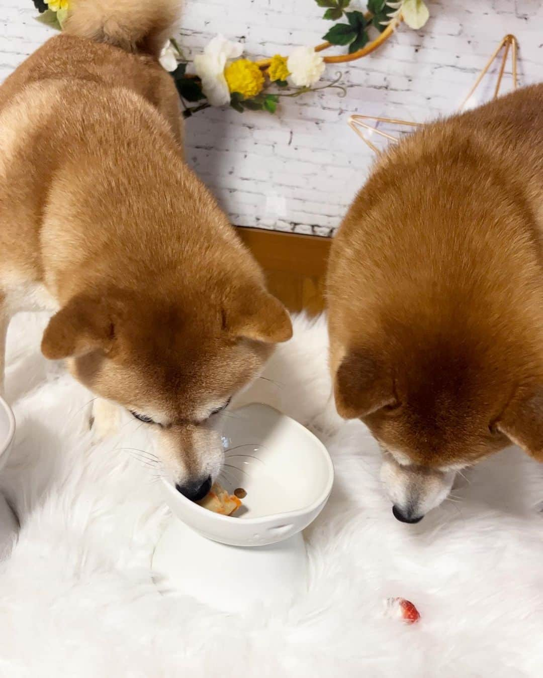 豆柴 サニーちゃんさんのインスタグラム写真 - (豆柴 サニーちゃんInstagram)「. HELLO〜こんにちわん🐻🐶🎂 . 🚓🚨"事件が起こりました！ ②〜④の動画を見てね！😱 . お誕生日当日は お肉をもりもり食べたので 翌日に 🍠お芋とにんじん🥕のケーキ🧁 半分こして食べたのですが…😱 . . サニーちゃんって ラムちゃんに本当に優しいのよね🥹 . こらっ！らむすけ！ . . #豆柴サニーちゃん7歳のお誕生日🎂 #さにらむ劇場 #柴犬#豆柴 #赤柴#豆柴子犬#豆柴多頭飼い #まめしば#しばいぬ#anicas#shiba_snap #shibainu#shiba#mameshiba#shibastagram #豆柴サニーちゃん#豆柴ラムちゃん#さにらむ #さにらむ2023#さにらむどん」8月29日 15時03分 - sunny_rei_32