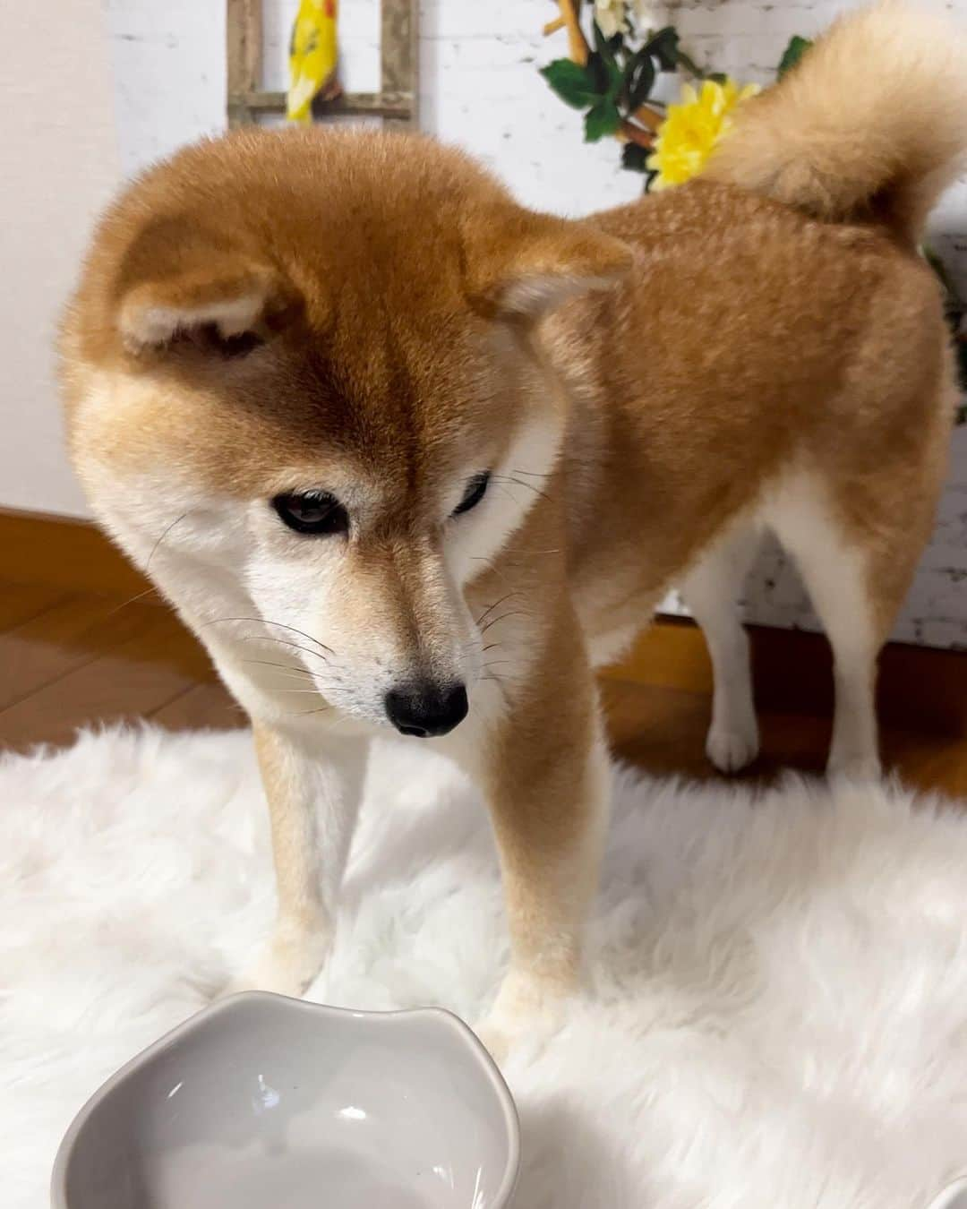 豆柴 サニーちゃんさんのインスタグラム写真 - (豆柴 サニーちゃんInstagram)「. HELLO〜こんにちわん🐻🐶🎂 . 🚓🚨"事件が起こりました！ ②〜④の動画を見てね！😱 . お誕生日当日は お肉をもりもり食べたので 翌日に 🍠お芋とにんじん🥕のケーキ🧁 半分こして食べたのですが…😱 . . サニーちゃんって ラムちゃんに本当に優しいのよね🥹 . こらっ！らむすけ！ . . #豆柴サニーちゃん7歳のお誕生日🎂 #さにらむ劇場 #柴犬#豆柴 #赤柴#豆柴子犬#豆柴多頭飼い #まめしば#しばいぬ#anicas#shiba_snap #shibainu#shiba#mameshiba#shibastagram #豆柴サニーちゃん#豆柴ラムちゃん#さにらむ #さにらむ2023#さにらむどん」8月29日 15時03分 - sunny_rei_32