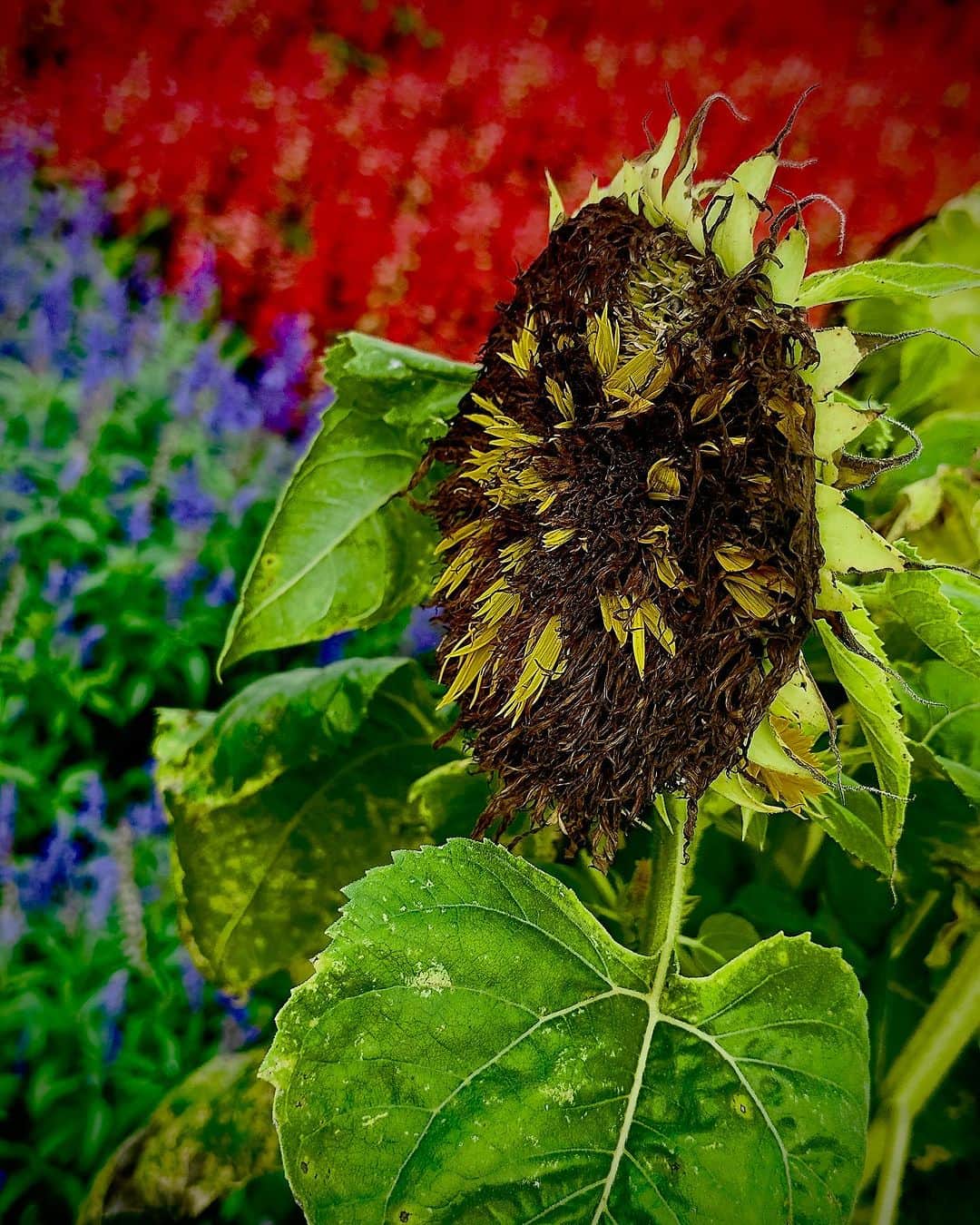 蜷川実花さんのインスタグラム写真 - (蜷川実花Instagram)「枯れた向日葵の美しさに夢中になってます。 #mikaninagawaflowers」8月29日 15時12分 - ninagawamika