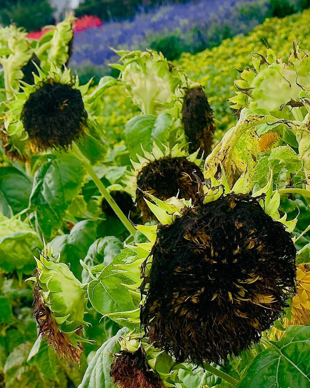 蜷川実花さんのインスタグラム写真 - (蜷川実花Instagram)「枯れた向日葵の美しさに夢中になってます。 #mikaninagawaflowers」8月29日 15時12分 - ninagawamika
