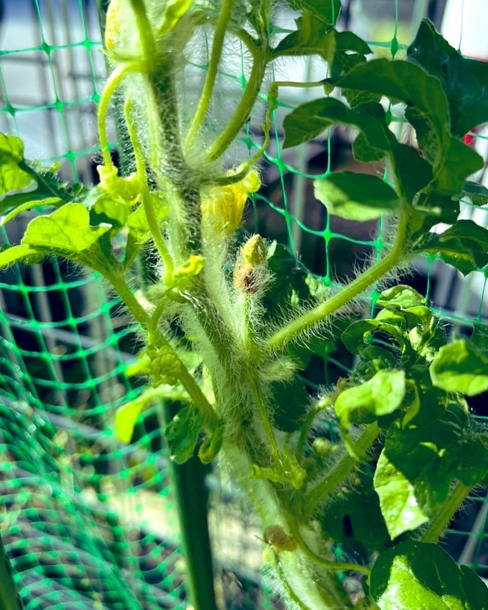 小川のブンちゃんのインスタグラム：「おいおいおいおい‼️ ついにスイカに雌花が🍉 明日、咲いたら雄花と 俺が人工的にSEXさせて 本物のスイカに🍉してやりますわ！」