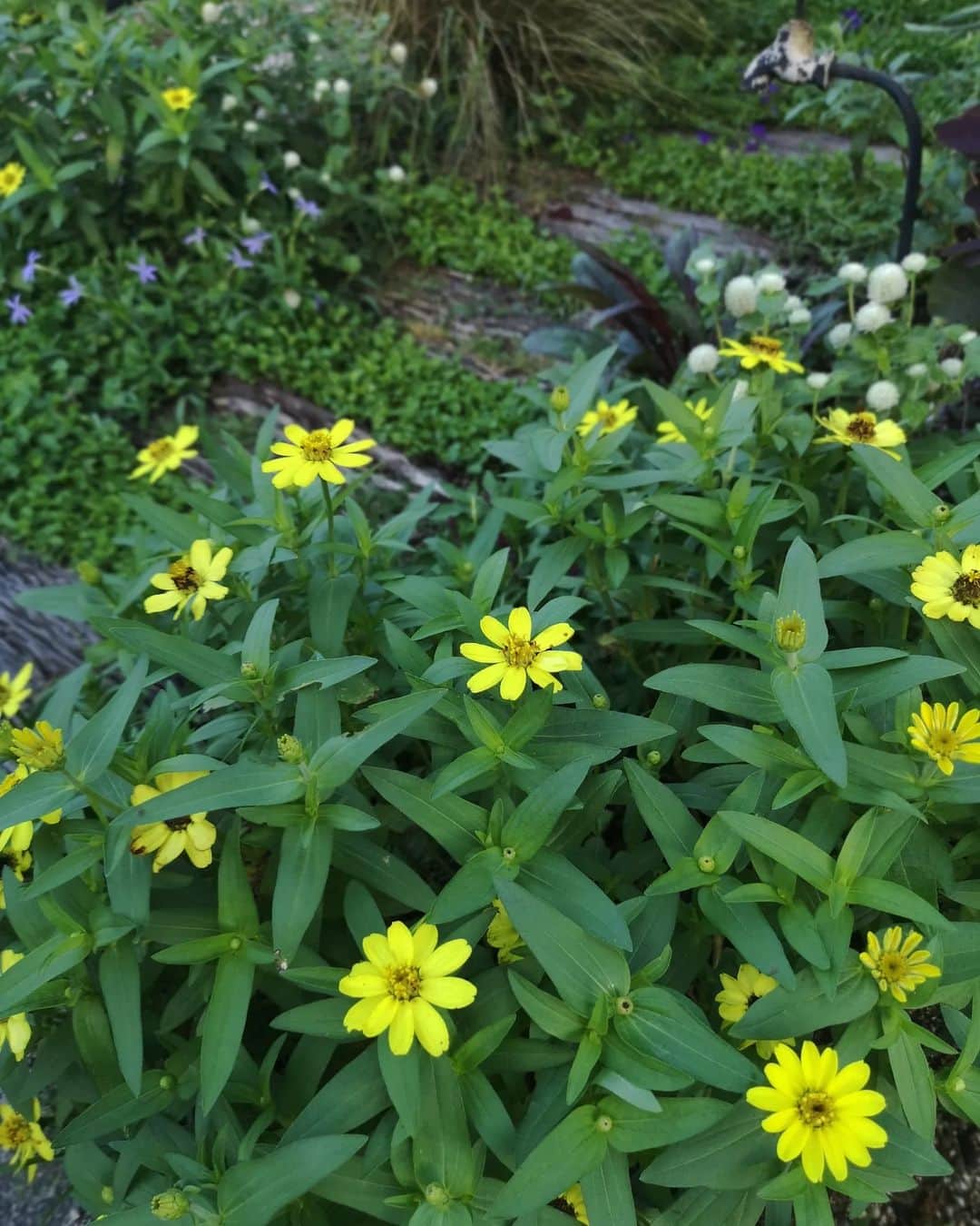 sho.candyさんのインスタグラム写真 - (sho.candyInstagram)「. ６月に植えたジニアプロフュージョン。 どんどんボリュームが出てきて華やか♡ まだ蕾もたくさん待機してます🙆  とってもかわいいので 黄色のジニアも追加してみました✨  猛暑の中、 よく咲いてくれ夏の庭に彩りを与えてくれました🎶 暑さに強く花もたくさんついてくれるので 来年の夏の庭もジニアにお世話になる予定🥰  @seedfun_sakata  #サカタのタネ#ジニアプロフュージョン#PR#sponsored#庭作り#庭#ガーデニング#garden#ガーデン#花のある暮らし#花#flower」8月29日 16時12分 - sho.candy