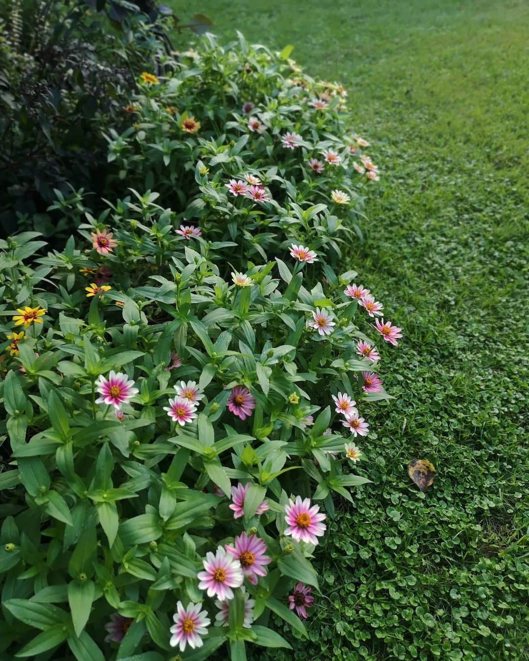 sho.candyのインスタグラム：「. ６月に植えたジニアプロフュージョン。 どんどんボリュームが出てきて華やか♡ まだ蕾もたくさん待機してます🙆  とってもかわいいので 黄色のジニアも追加してみました✨  猛暑の中、 よく咲いてくれ夏の庭に彩りを与えてくれました🎶 暑さに強く花もたくさんついてくれるので 来年の夏の庭もジニアにお世話になる予定🥰  @seedfun_sakata  #サカタのタネ#ジニアプロフュージョン#PR#sponsored#庭作り#庭#ガーデニング#garden#ガーデン#花のある暮らし#花#flower」