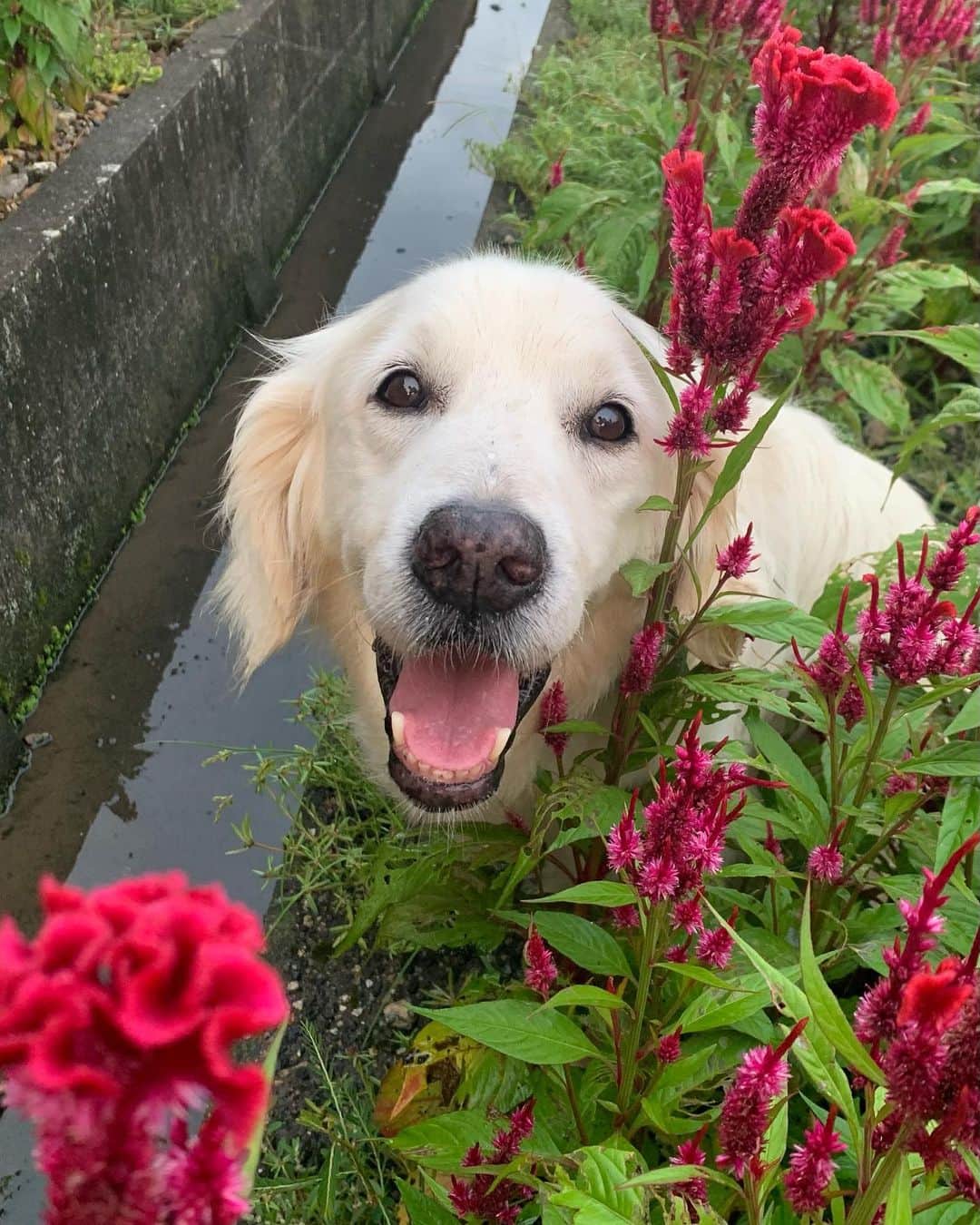 P太郎ママさんのインスタグラム写真 - (P太郎ママInstagram)「#花と犬 #けいとう  秋の花のイメージ。 この深い赤、大好き。 ←花はよく見ると、ちょいキモ😆」8月29日 16時59分 - ptarodada
