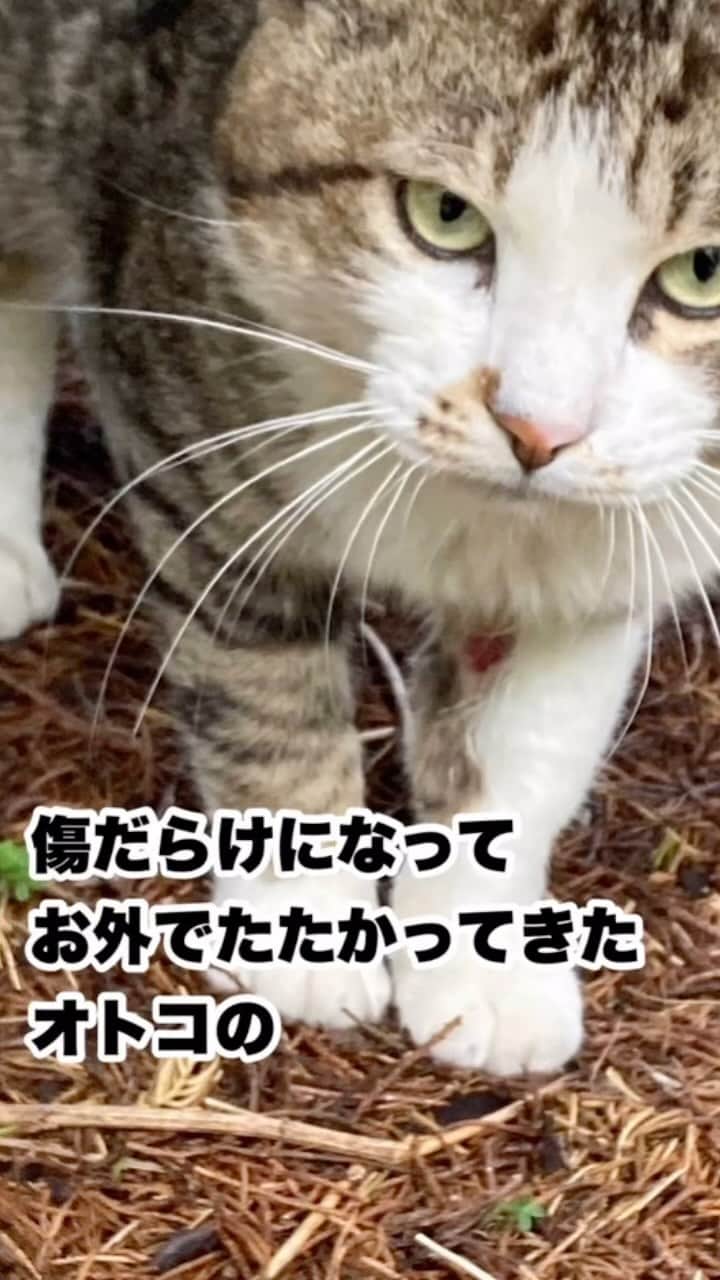 nozomiorideのインスタグラム：「本日のとと丸みてたら 作りたくなった  #ねこのきもち #猫好きさんと繋がりたい #保護猫 #成猫の魅力を伝えたい  #ねこすたぐらむ  #きじしろ#キジシロ#きじしろ男子#保護猫」