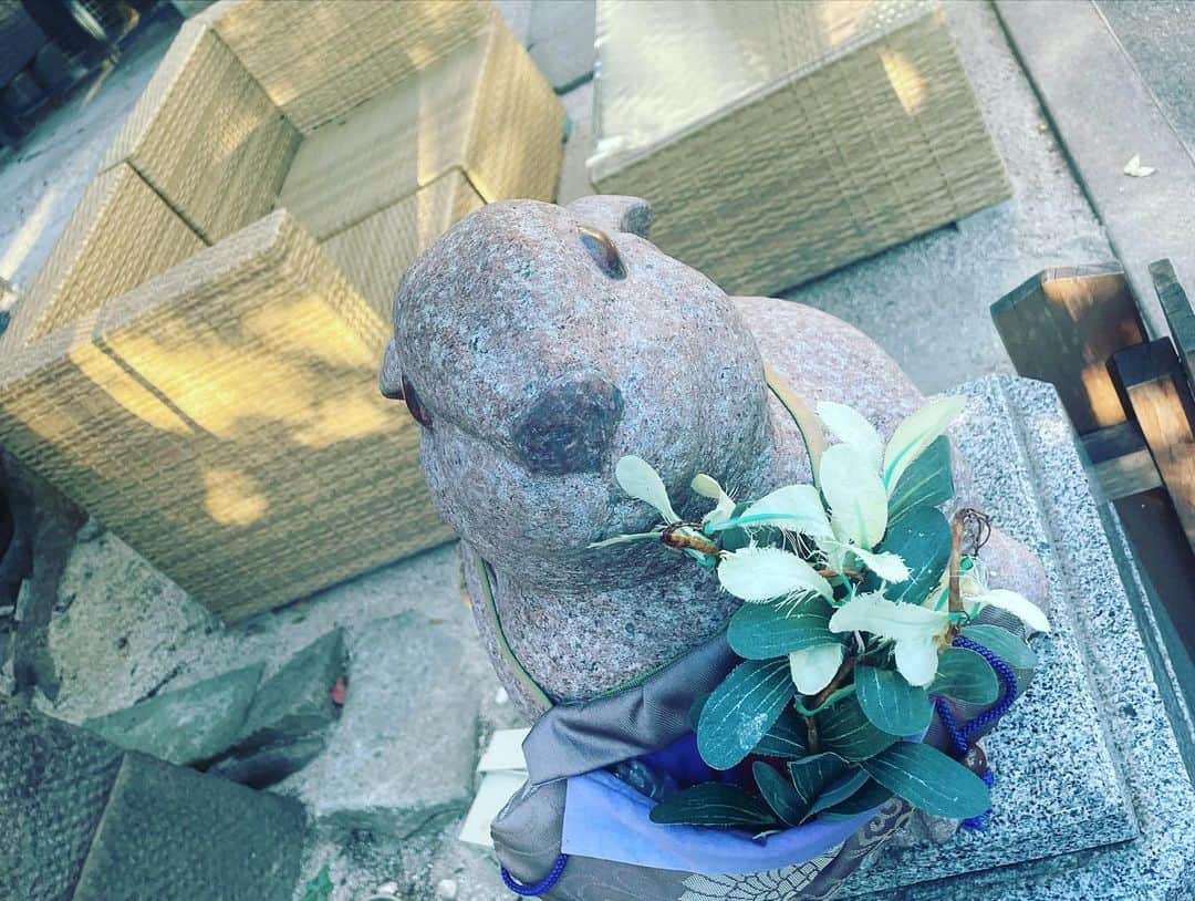 宮田麺児さんのインスタグラム写真 - (宮田麺児Instagram)「戸越八幡神社に　お参りしてから　かえりまーす  #ウサギ#マッドバニー#神社#パワースポット」8月29日 17時31分 - miyatamenji