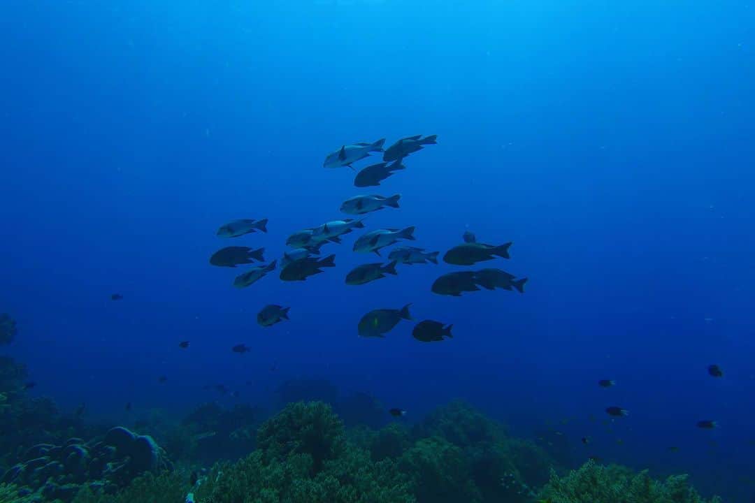 イム・セミさんのインスタグラム写真 - (イム・セミInstagram)「Tubbataha Reefs Natural Park 🇵🇭  투바타하 산호초 국립공원 바다를 만나고 왔어요  MPA 해양보호구역으로 지정된 투바타하는 정말 수 많은 바다생명 물살이들이 가득하고 산호초도 셀 수 없는 종들이 함께 살아가고 있었어요. 🐠🪼🦐🐟🦞🐬🦀🐳🐋🐡🦈   유튜브 세미의절기 ‘처서’편에 바다 영상들이 있어요 🤿💙   📷 @rheec_ @hyojune_shim @tekyoungryu  📼@highmiles_official   #tubbataha #투바타하 #ScubaDiving #세미의절기 #처서」8月29日 17時42分 - susemee