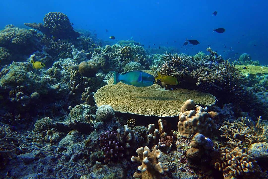 イム・セミさんのインスタグラム写真 - (イム・セミInstagram)「Tubbataha Reefs Natural Park 🇵🇭  투바타하 산호초 국립공원 바다를 만나고 왔어요  MPA 해양보호구역으로 지정된 투바타하는 정말 수 많은 바다생명 물살이들이 가득하고 산호초도 셀 수 없는 종들이 함께 살아가고 있었어요. 🐠🪼🦐🐟🦞🐬🦀🐳🐋🐡🦈   유튜브 세미의절기 ‘처서’편에 바다 영상들이 있어요 🤿💙   📷 @rheec_ @hyojune_shim @tekyoungryu  📼@highmiles_official   #tubbataha #투바타하 #ScubaDiving #세미의절기 #처서」8月29日 17時42分 - susemee