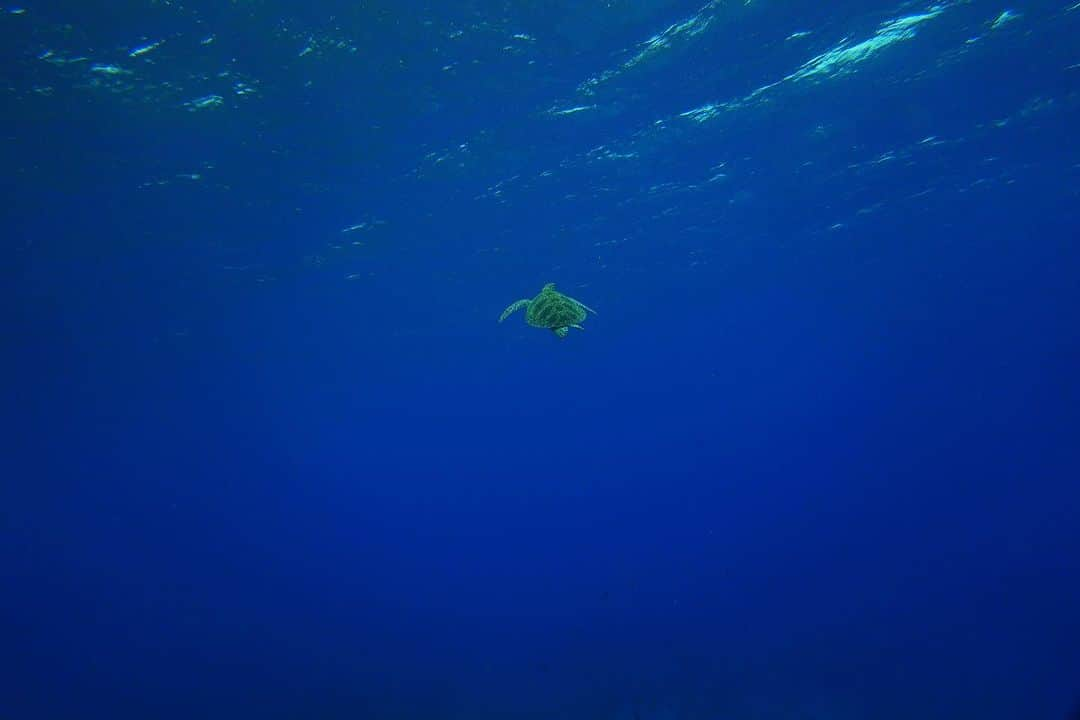 イム・セミのインスタグラム：「Tubbataha Reefs Natural Park 🇵🇭  투바타하 산호초 국립공원 바다를 만나고 왔어요  MPA 해양보호구역으로 지정된 투바타하는 정말 수 많은 바다생명 물살이들이 가득하고 산호초도 셀 수 없는 종들이 함께 살아가고 있었어요. 🐠🪼🦐🐟🦞🐬🦀🐳🐋🐡🦈   유튜브 세미의절기 ‘처서’편에 바다 영상들이 있어요 🤿💙   📷 @rheec_ @hyojune_shim @tekyoungryu  📼@highmiles_official   #tubbataha #투바타하 #ScubaDiving #세미의절기 #처서」