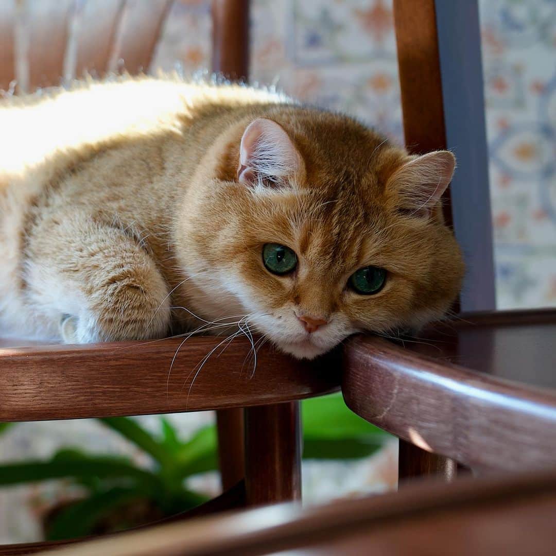 Hosicoのインスタグラム：「It is convenient to put cheeks on the chairs 😺」