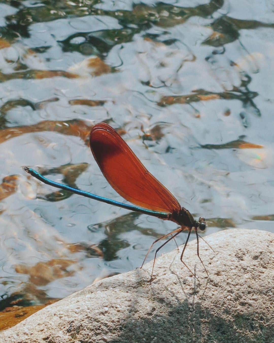 花楓のインスタグラム：「あと何回行けるかな🦭🎣  釣り。  #渓流 #ネイティブエリア #ミヤマカワトンボ #作り物みたいに綺麗やった」